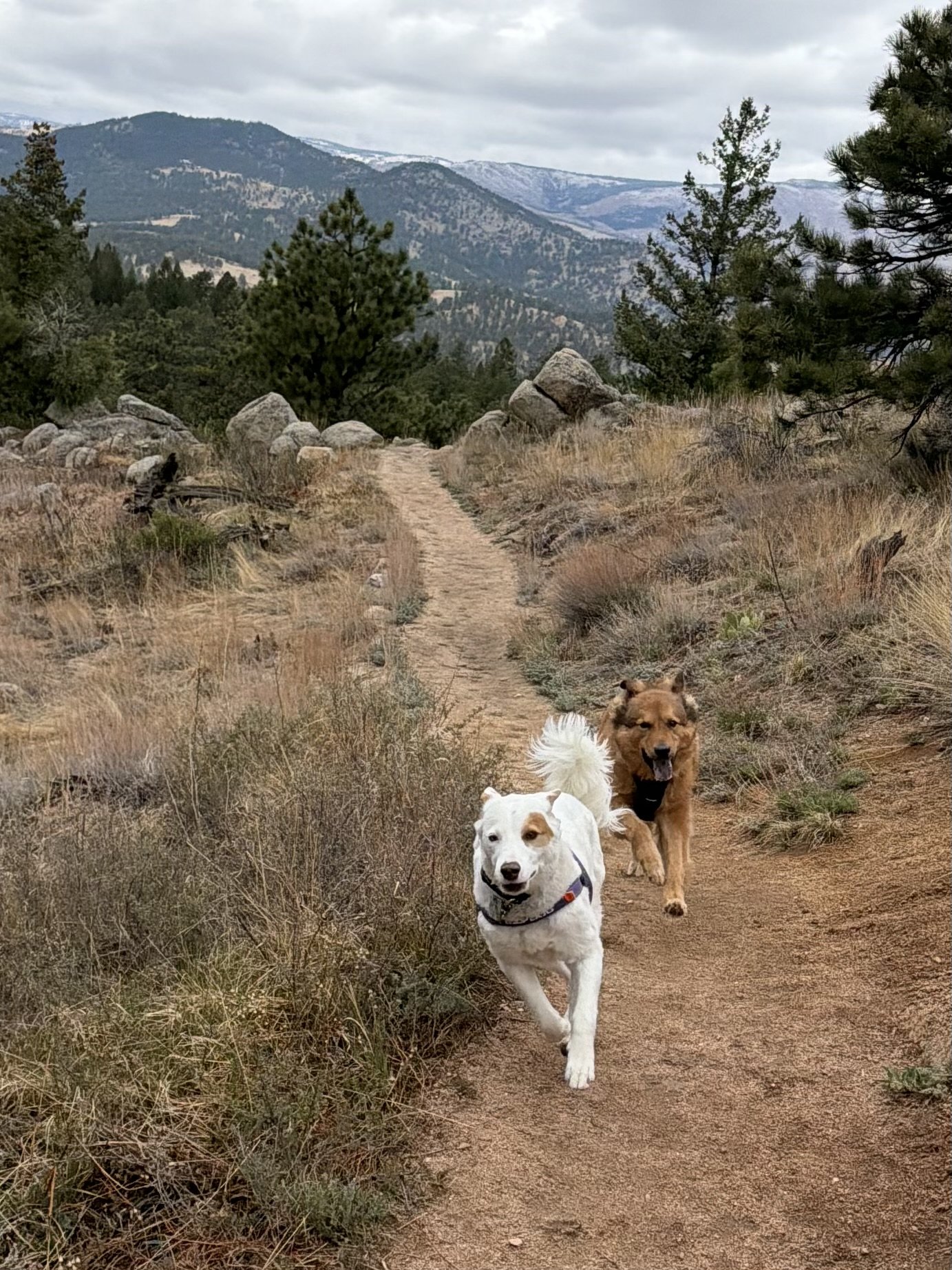 Two dogs walking on a dirt trail in a mountainous area with trees and rocks, under an overcast sky.