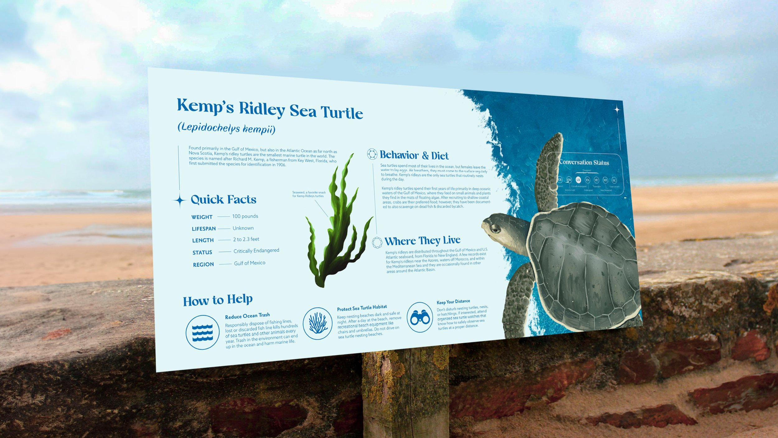 Turtle-1.jpg