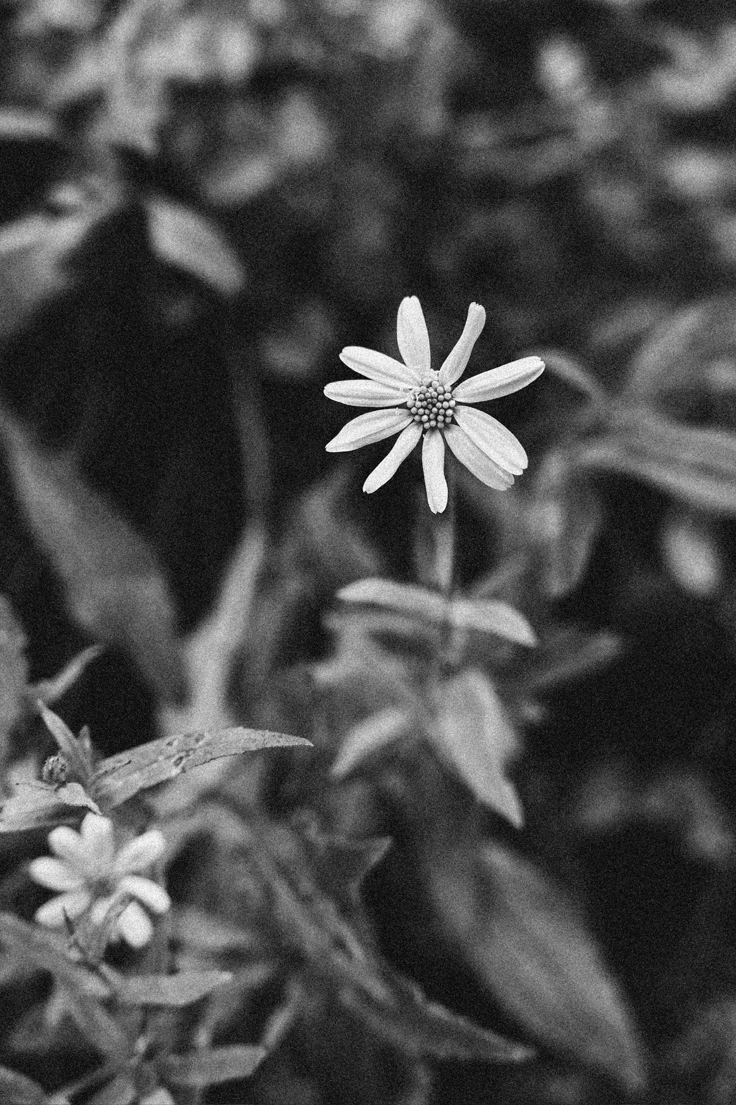 CE443681-F038-4D50-8FF0-332AD1234AB0_1_102_o.jpeg