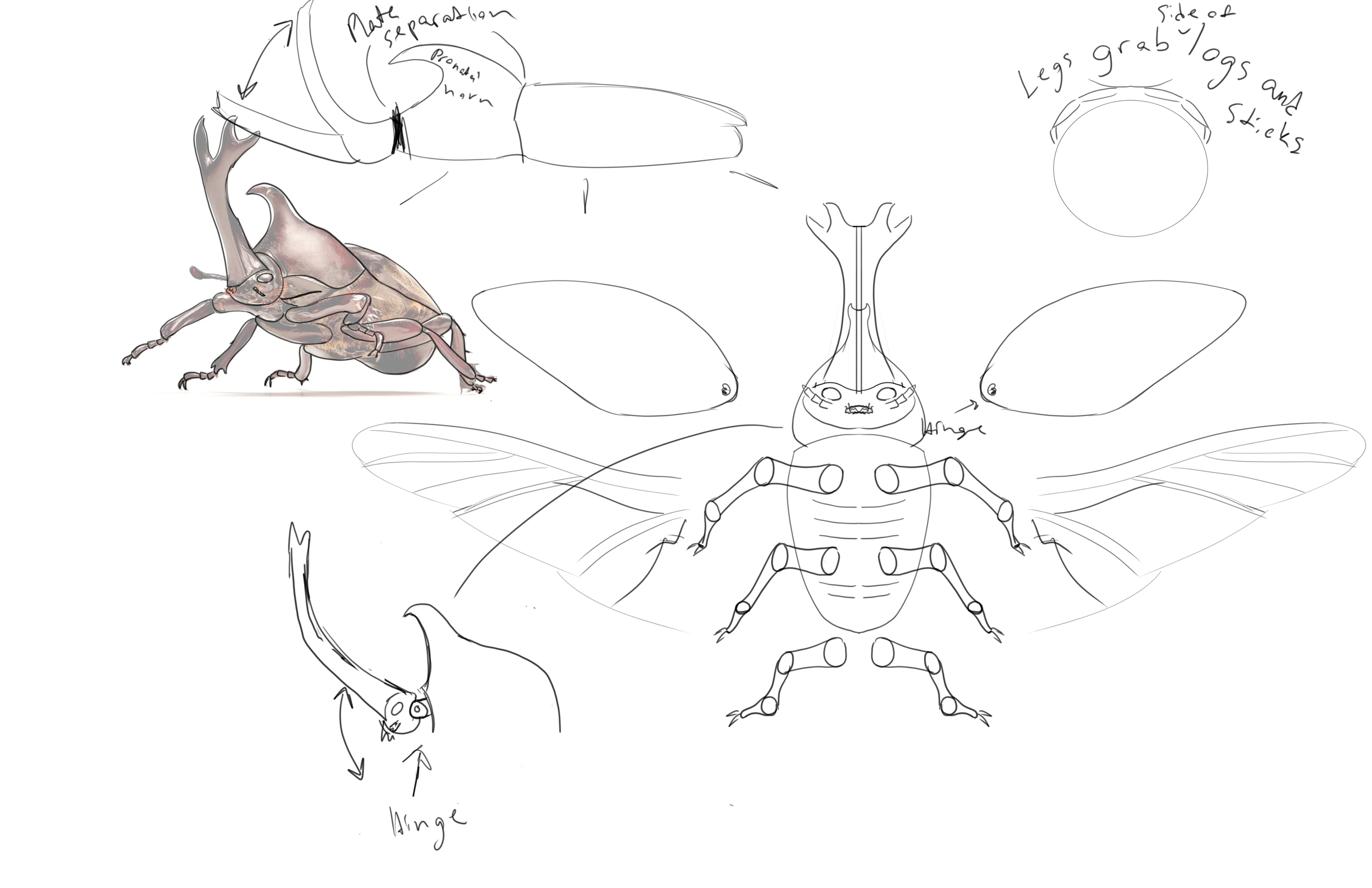 Intitial concept and and rhinocerous beetle study.
