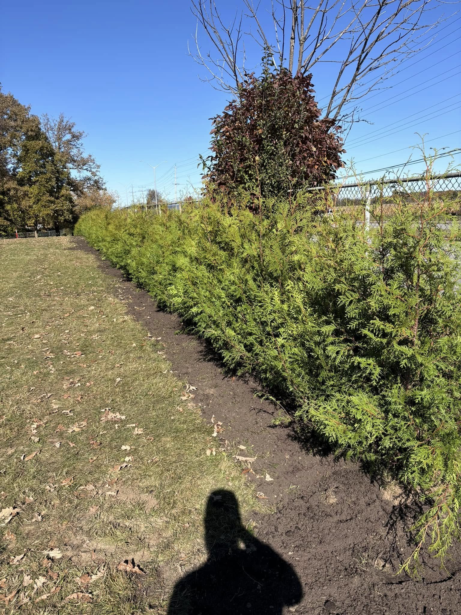 Row of green bushes and trees along a fence with clear blue sky