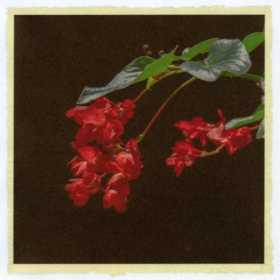 Botanical Illustration