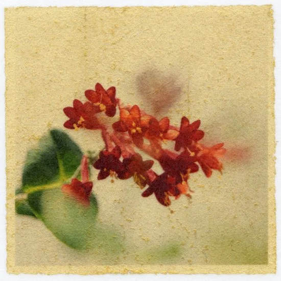 Red Original