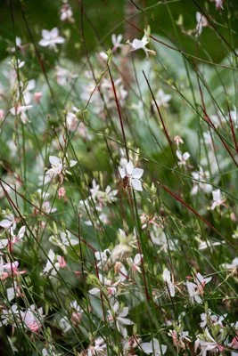 DSC_9425.jpg