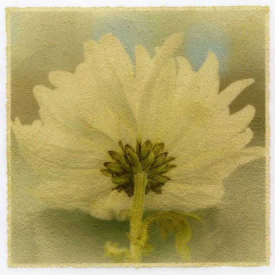 Beneath the Petals