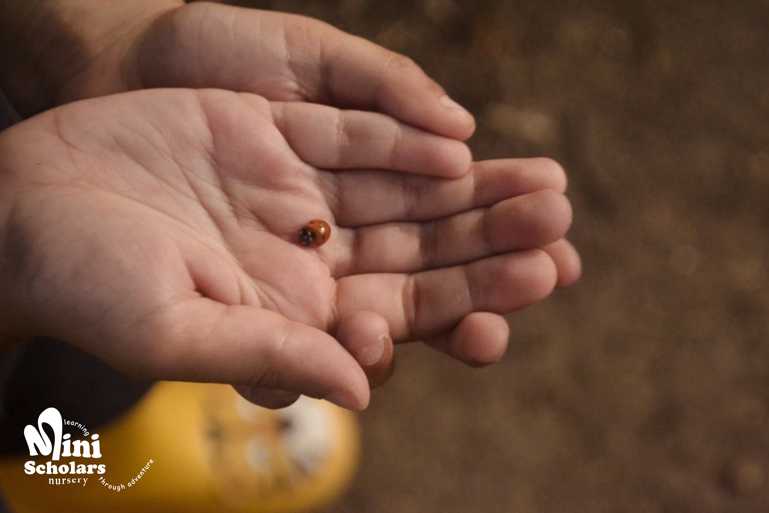 Ladybug.png