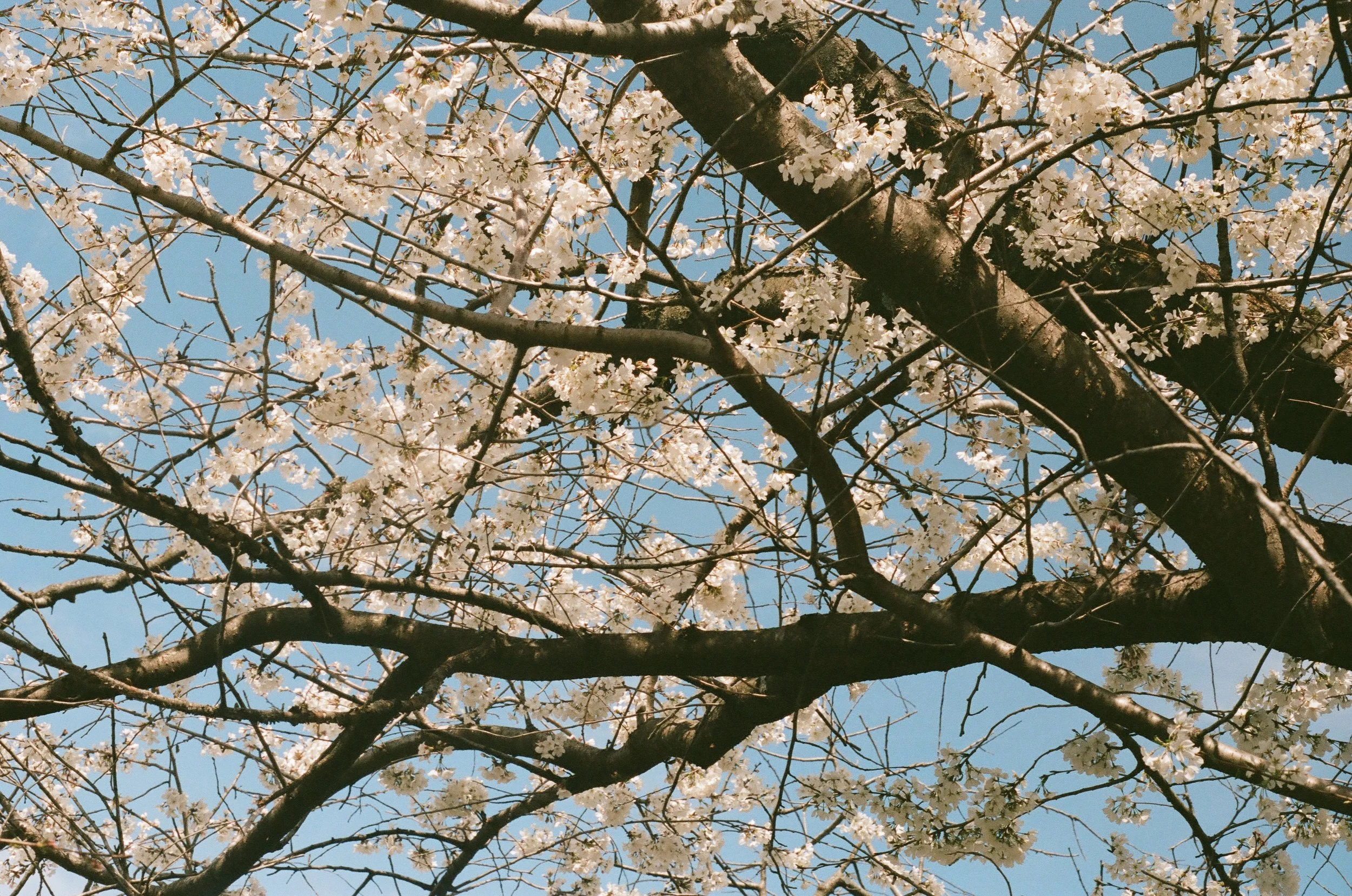 St. Louis, Missouri, March 2025