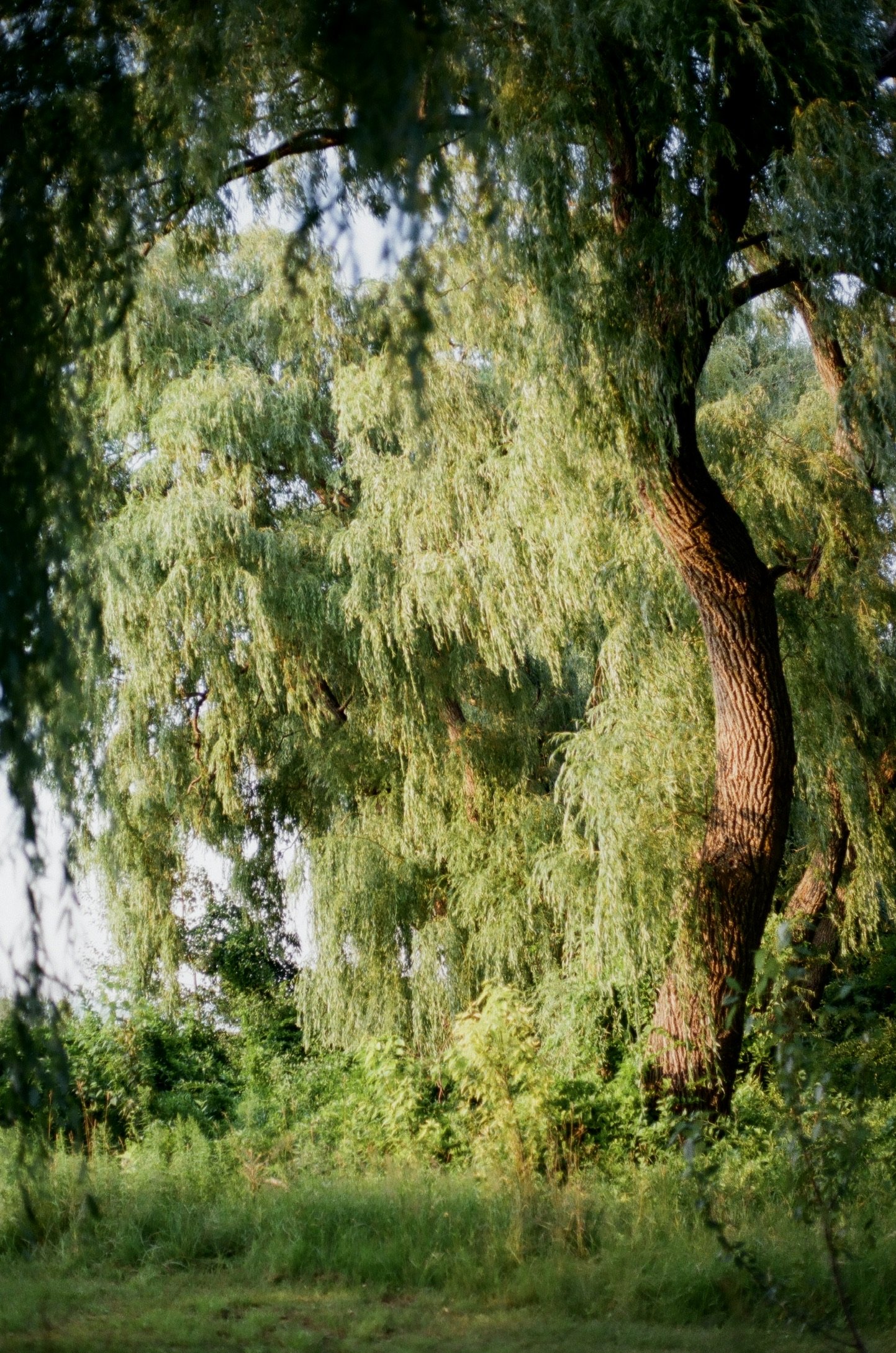 Cross Village, Michigan, July 2025