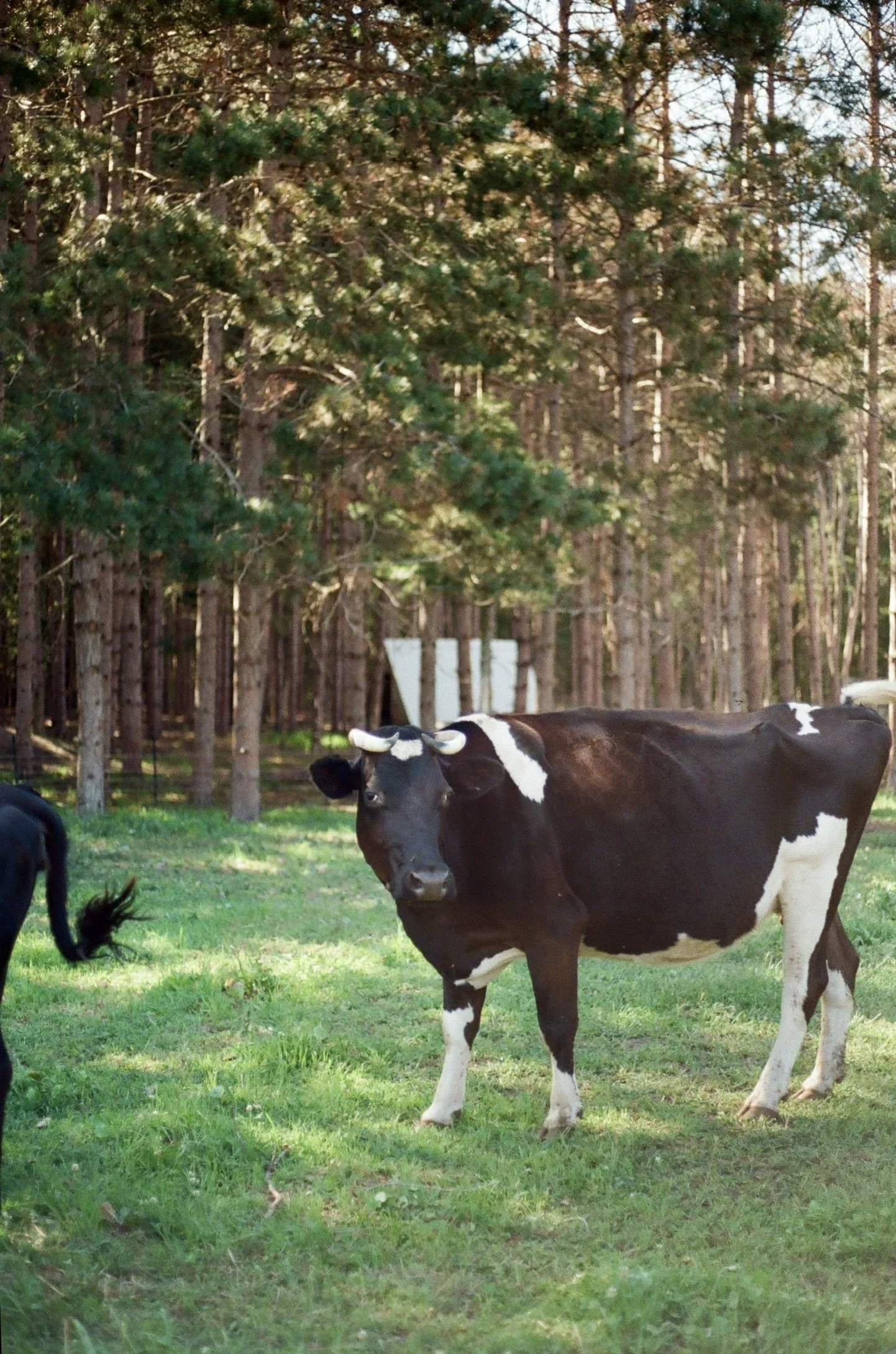 Maple City, Michigan, July 2025