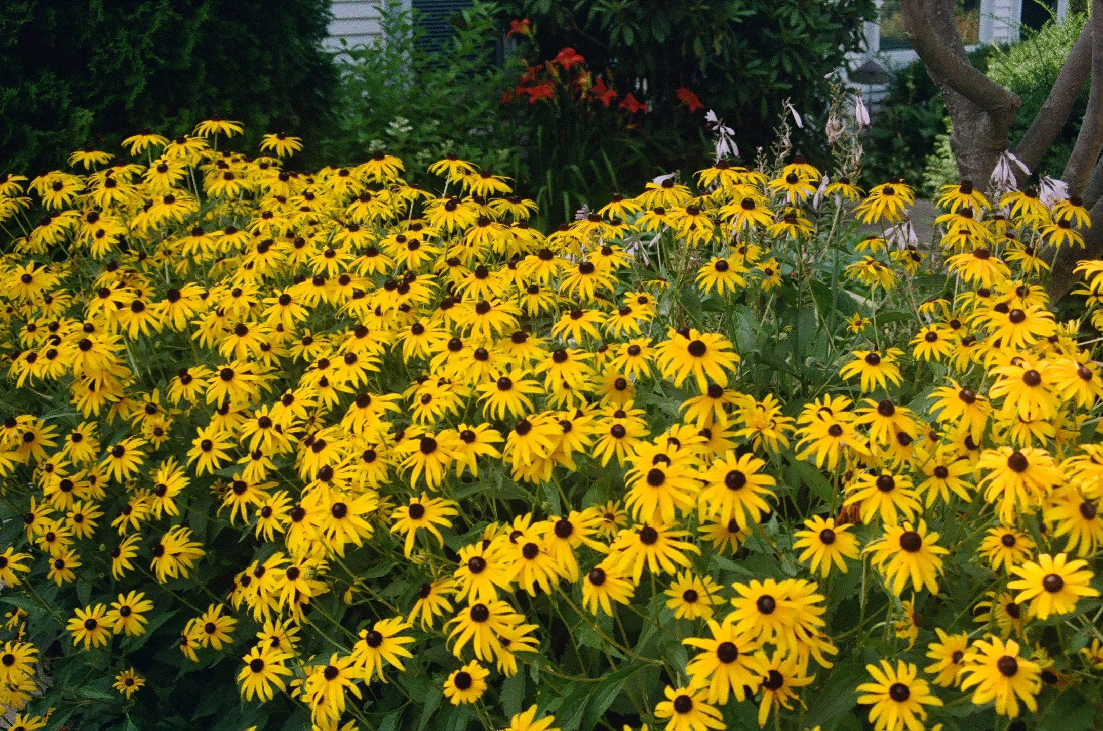 Saugatuck, Michigan, July 2018