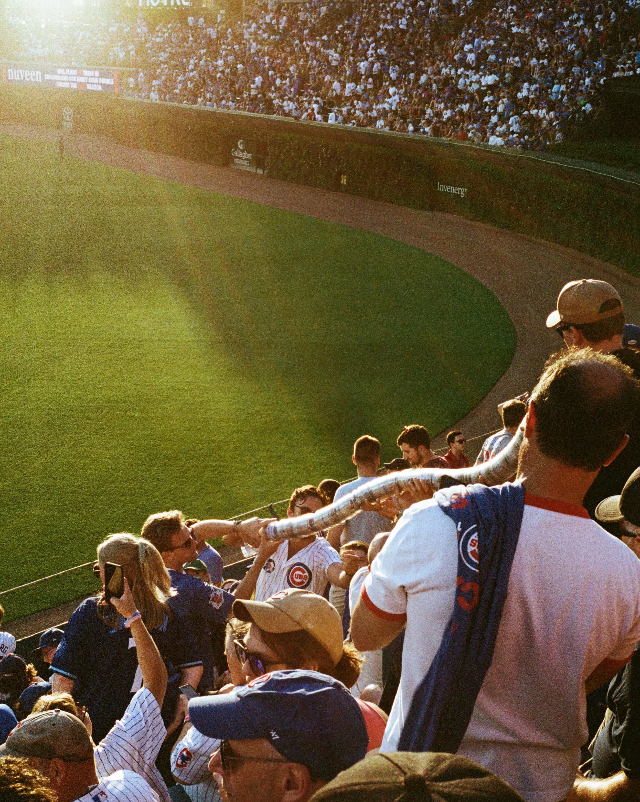 Cup snake in the bleachers at Wrigley Field in Chicago