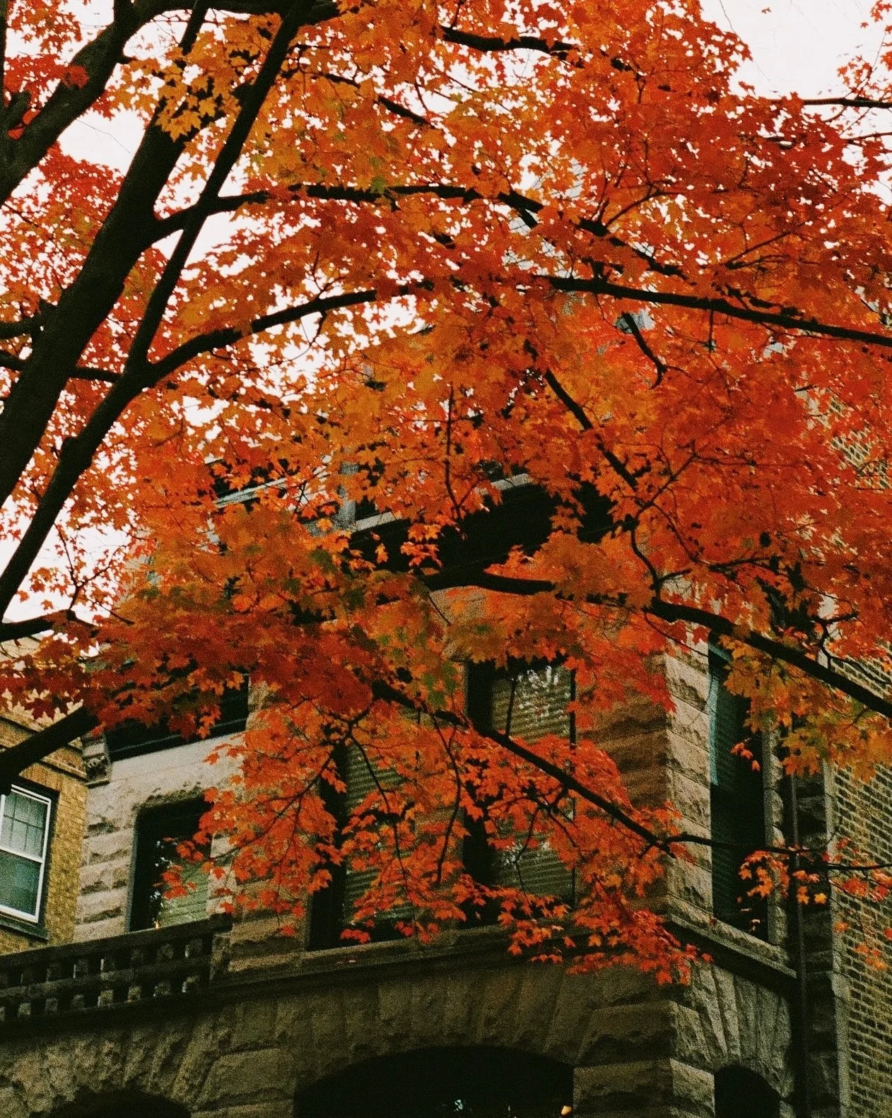 It&rsquo;s not the holiday season just yet folks. 🙂&zwj;&harr;️

🎞️ #Portra400 #Gold200 and some #shotoniphone 
📍Dev + scan: @bellowsfilmlab (images 1, 3 and 5)