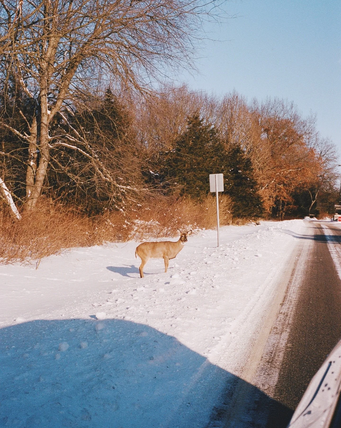 First snow. ❄️

🎞️ #Gold200 + #Portra400