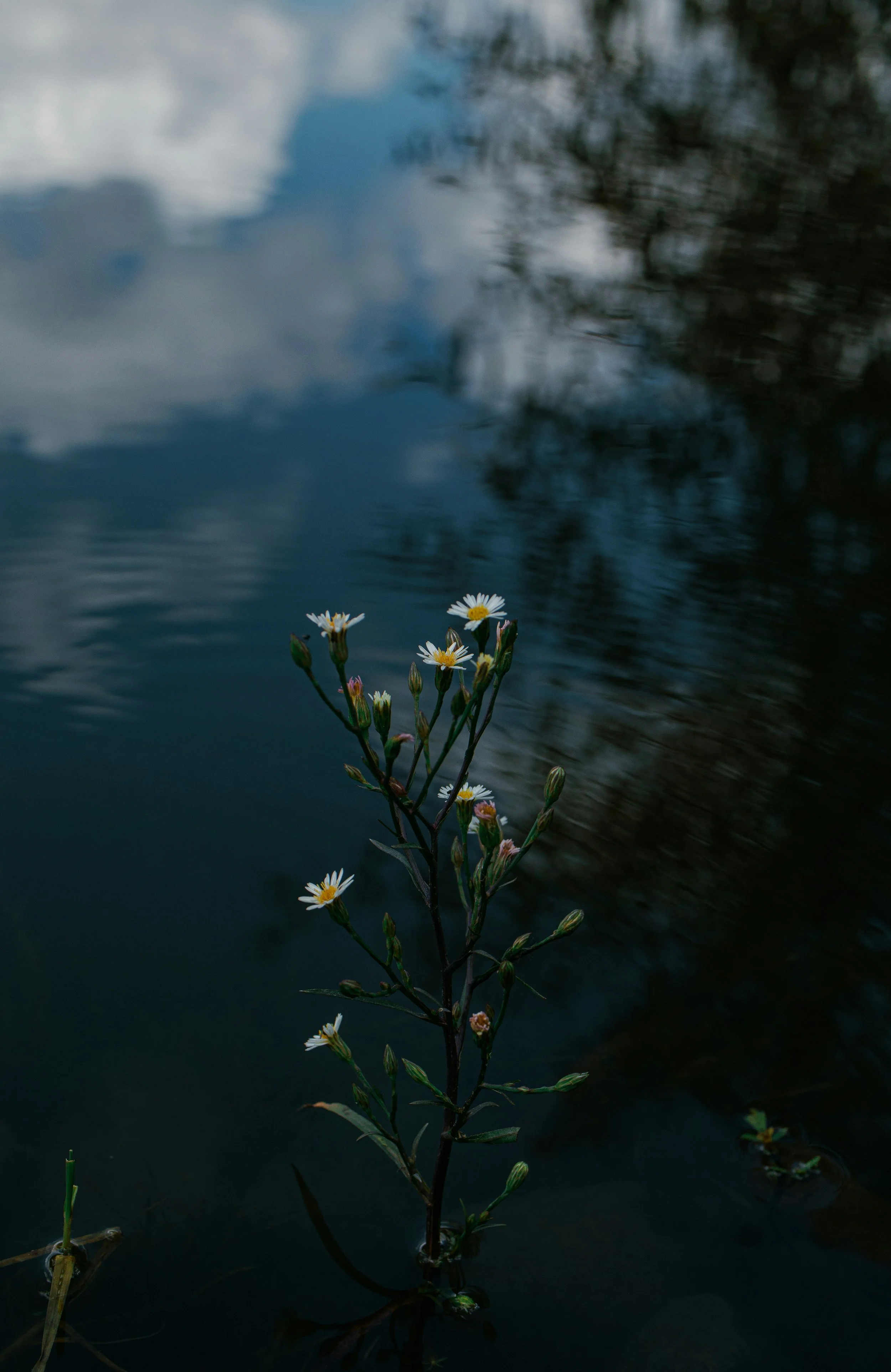 An Answer for the Longing Heart