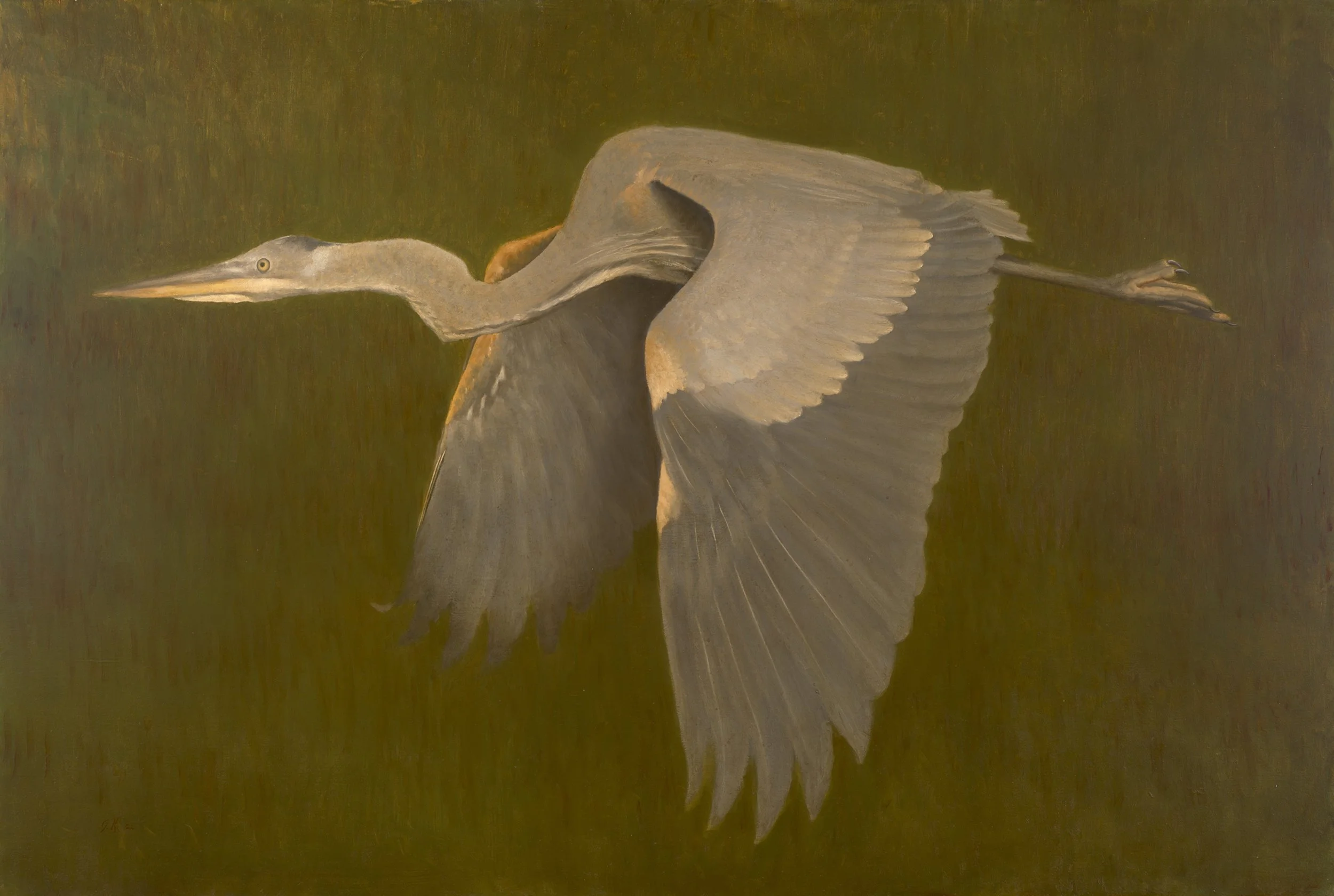 Great Blue Heron