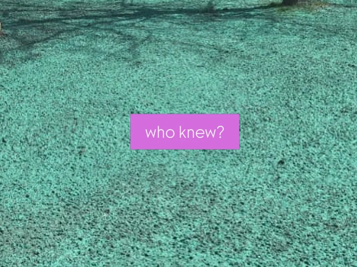 &hellip;that the fastest way to grow a beautiful,  natural lawn looks a little&hellip;weird?

Hydroseeding is the strange middle chapter of a healthy lawn &mdash; it&rsquo;s a customized seed mix that&rsquo;s sprayed over bare soil. It protects the g