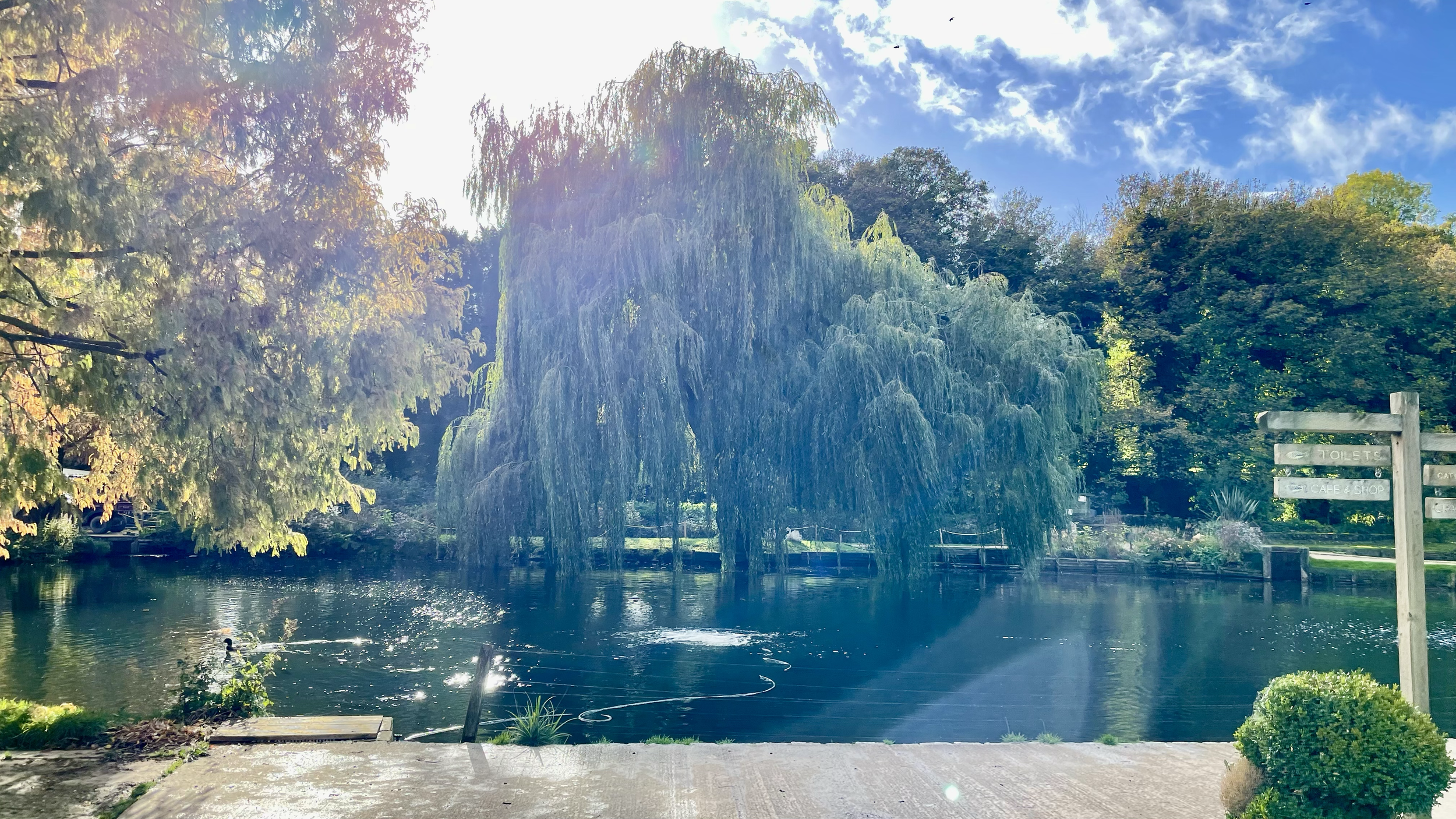 A peaceful park scene with a pond, a large weeping willow tree, autumn-colored trees, and a clear blue sky with some clouds. There is a wooden signpost pointing to toilets, a cafe & shop, and other areas, and a small bush in the foreground.