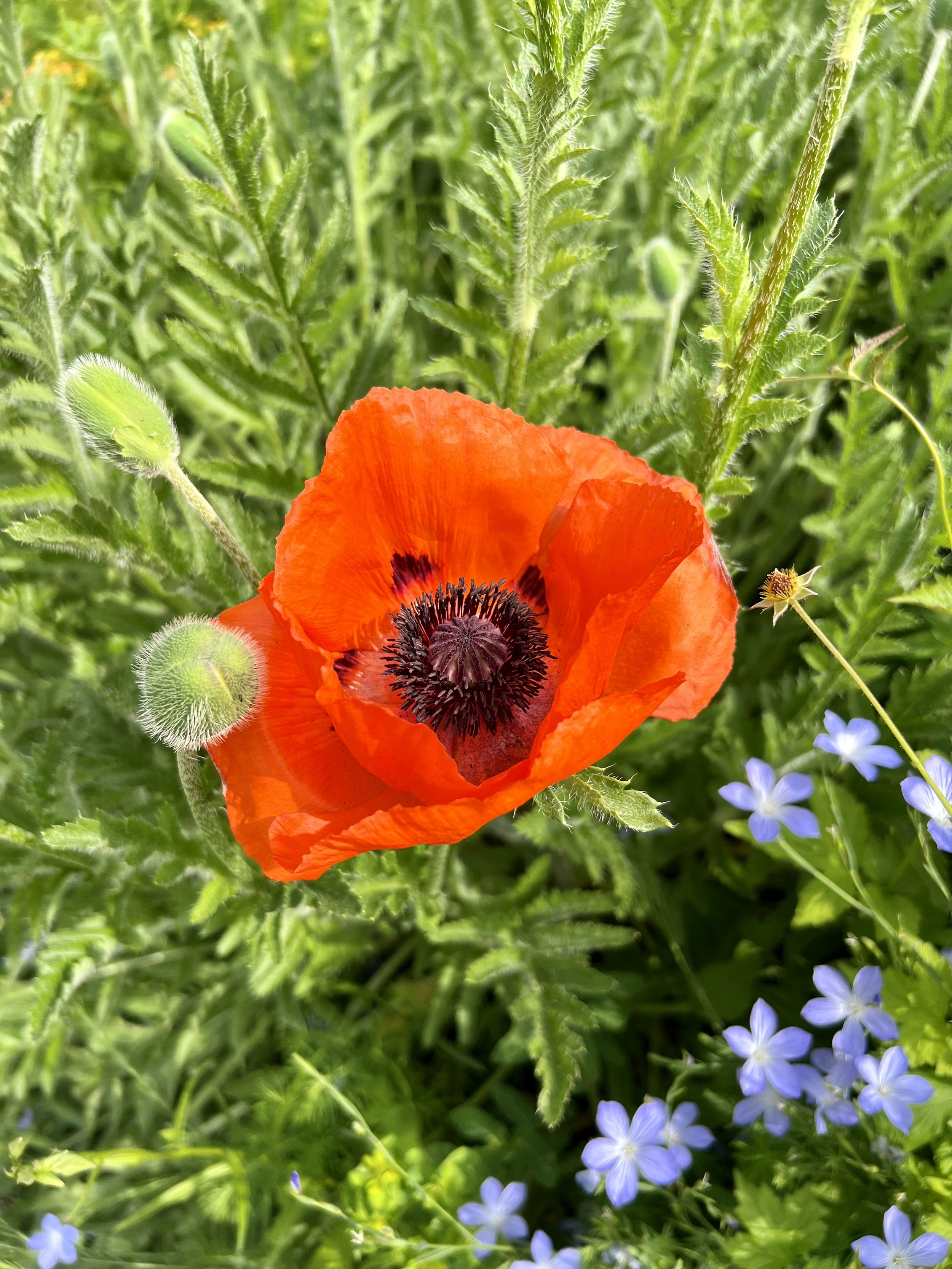 A vibrant red poppy flower with dark center surrounded by green foliage and small light purple flowers.