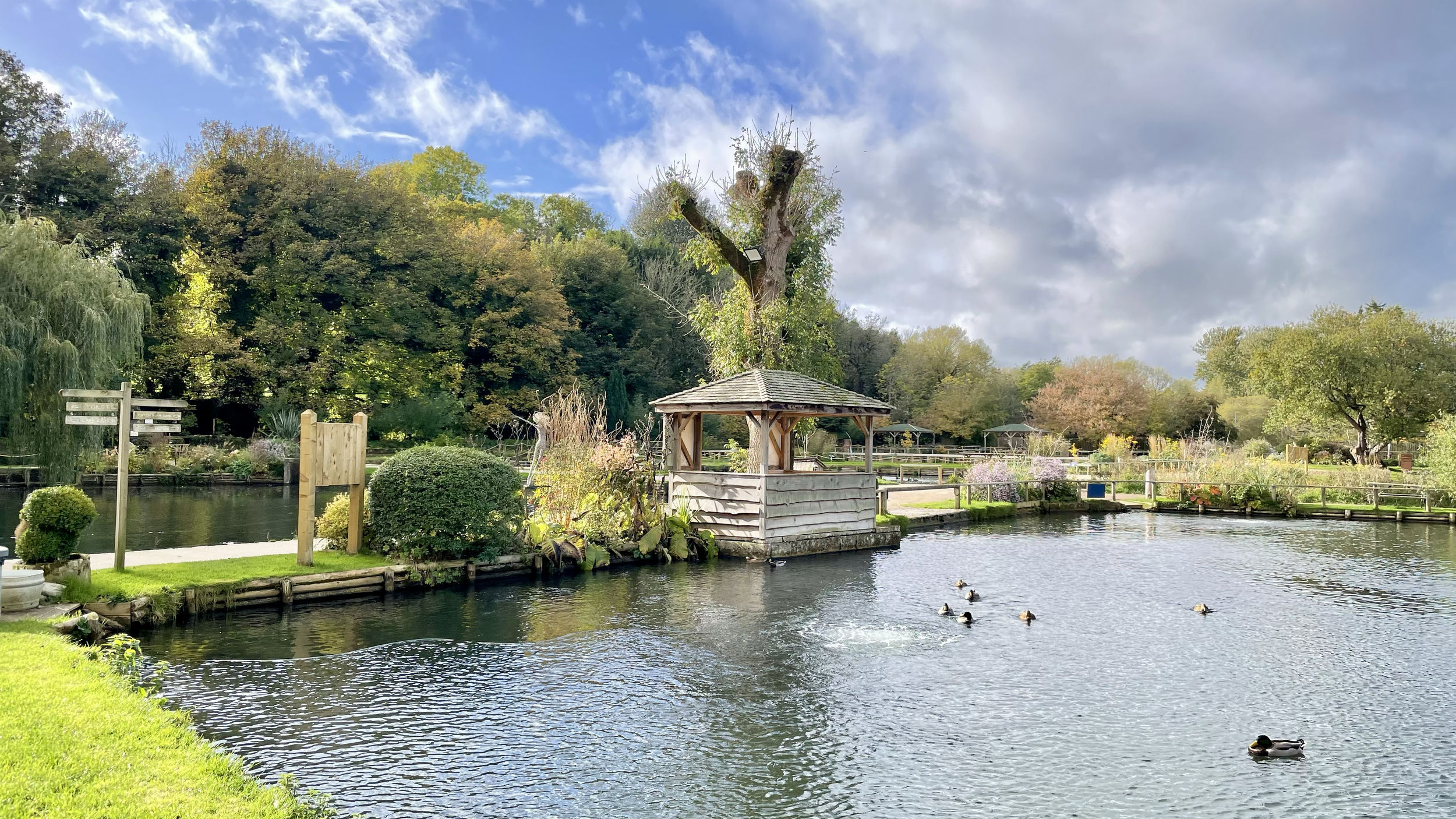 A pond in a garden with ducks swimming, surrounded by trees and bushes, a small wooden gazebo, and cloudy sky.