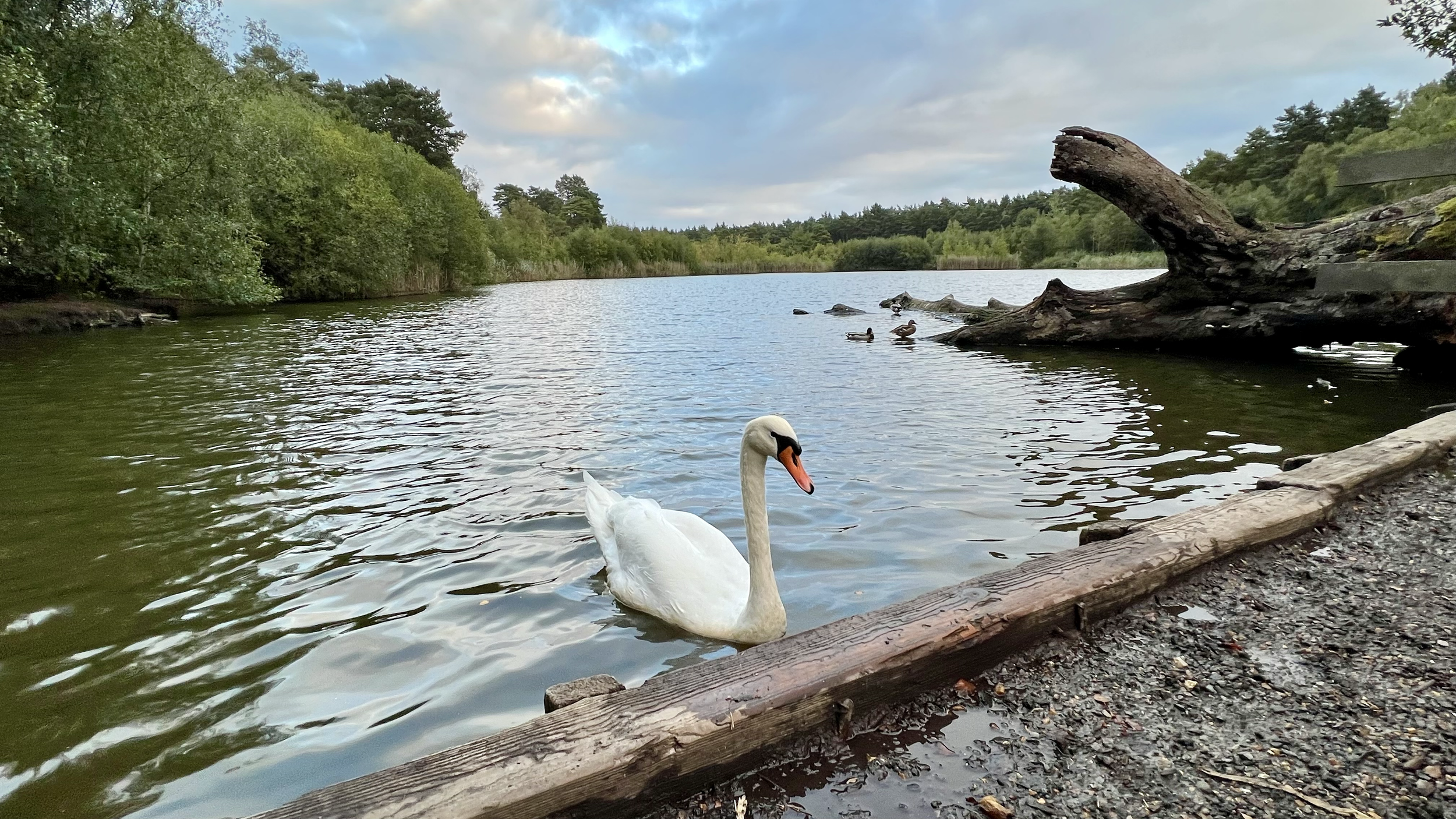A white swan swimming near the shore of a lake with green trees in the background and a large fallen tree on the right side.