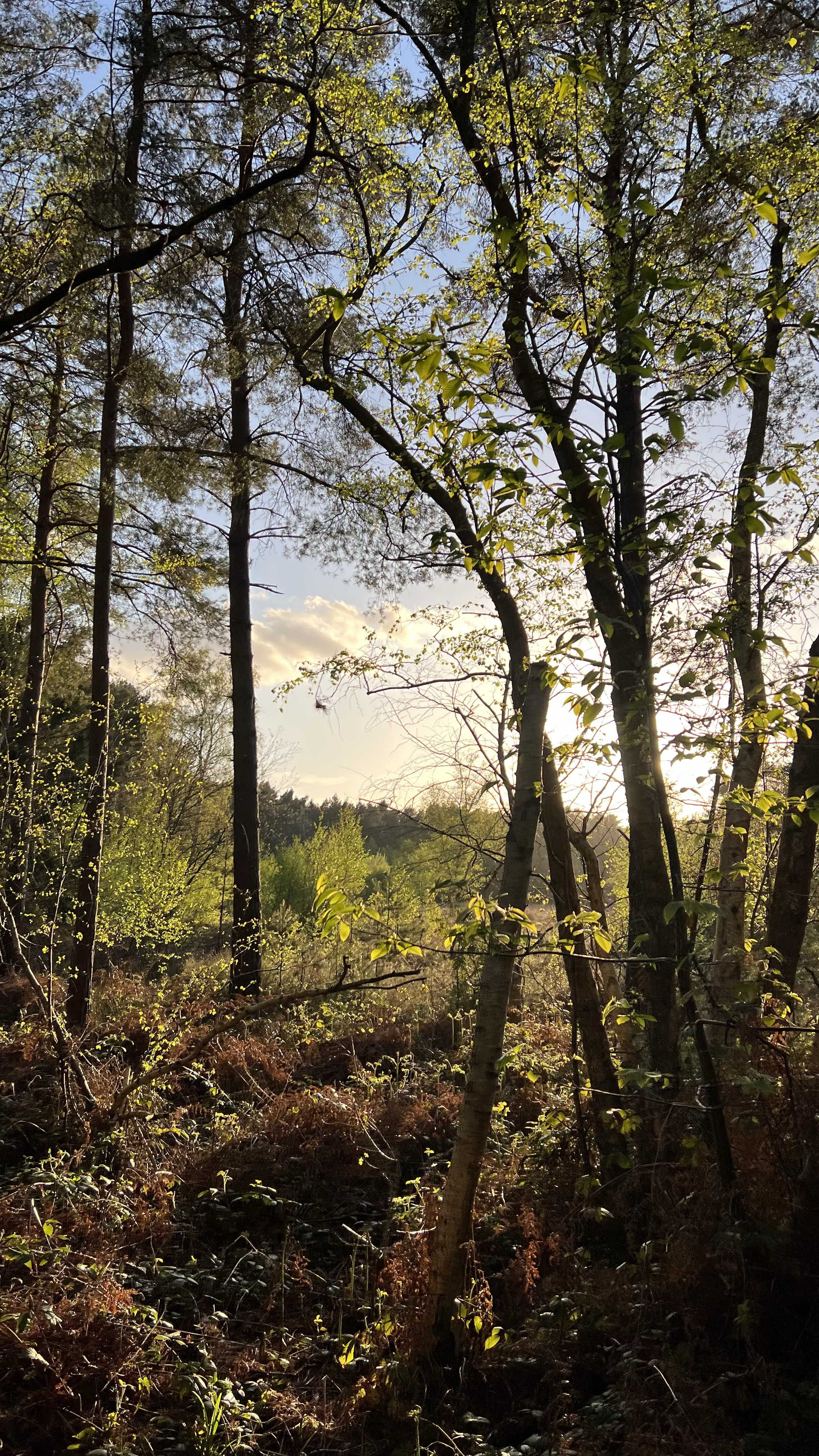 Sunlight filtering through a forest with tall trees and green foliage, some open sky visible.