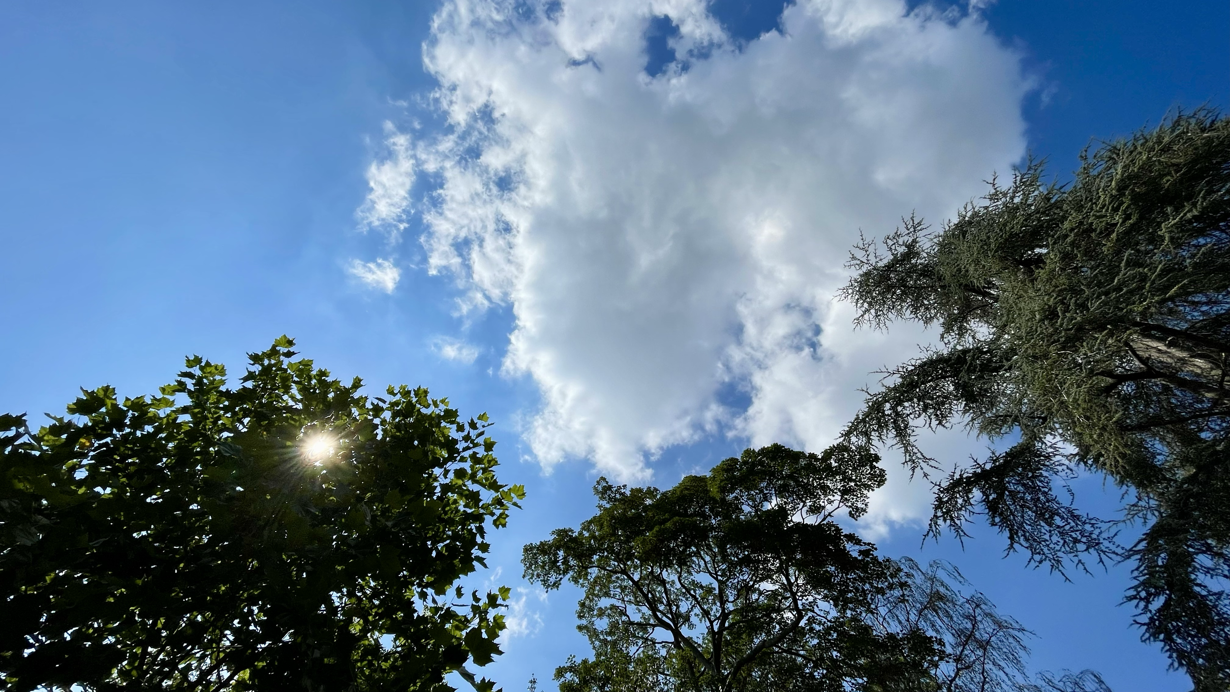 View of the sky with clouds and sunlight shining through the leaves of tall trees.