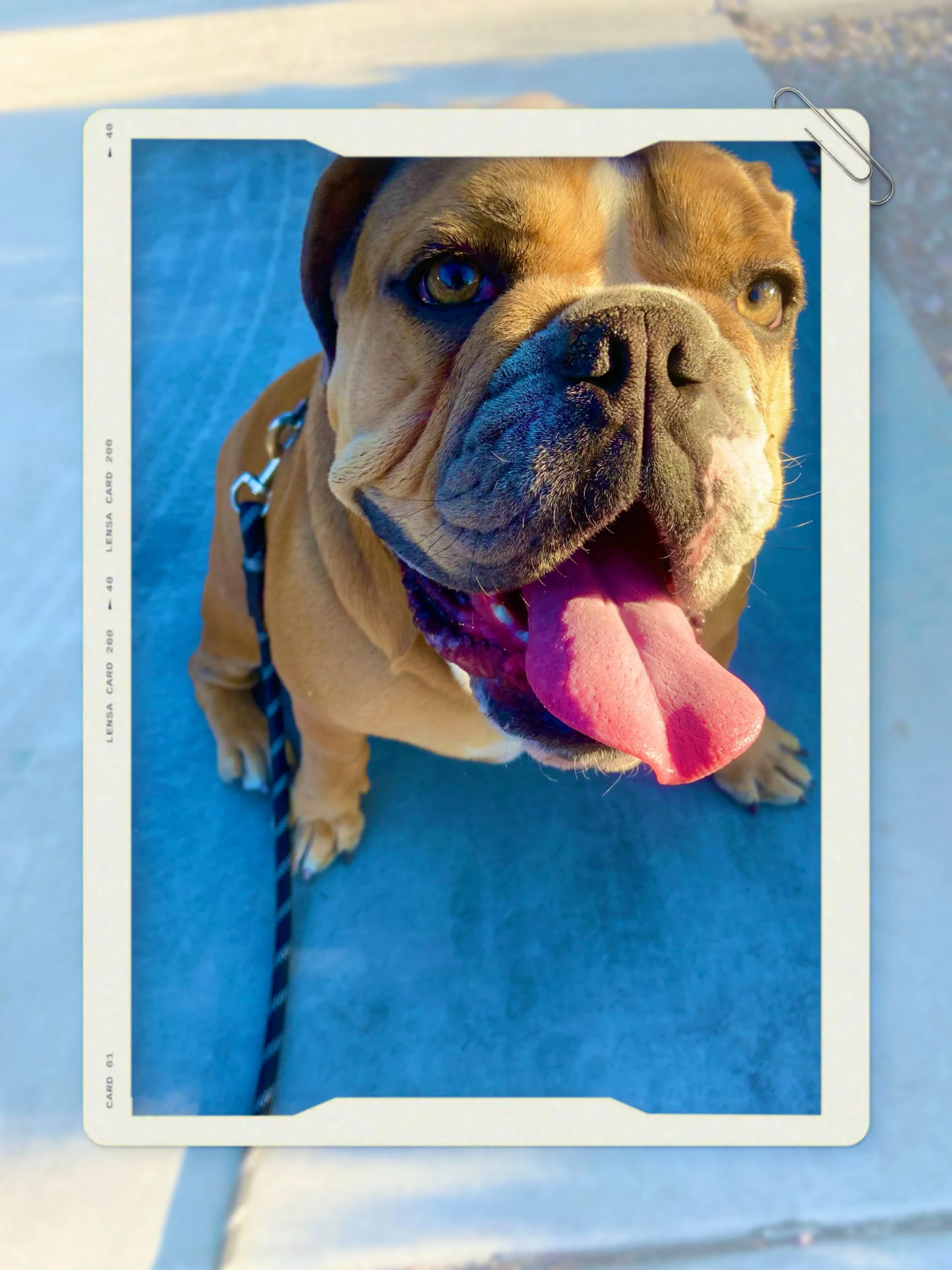A close-up of an English Bulldog with a leash, looking at the camera with its tongue out.