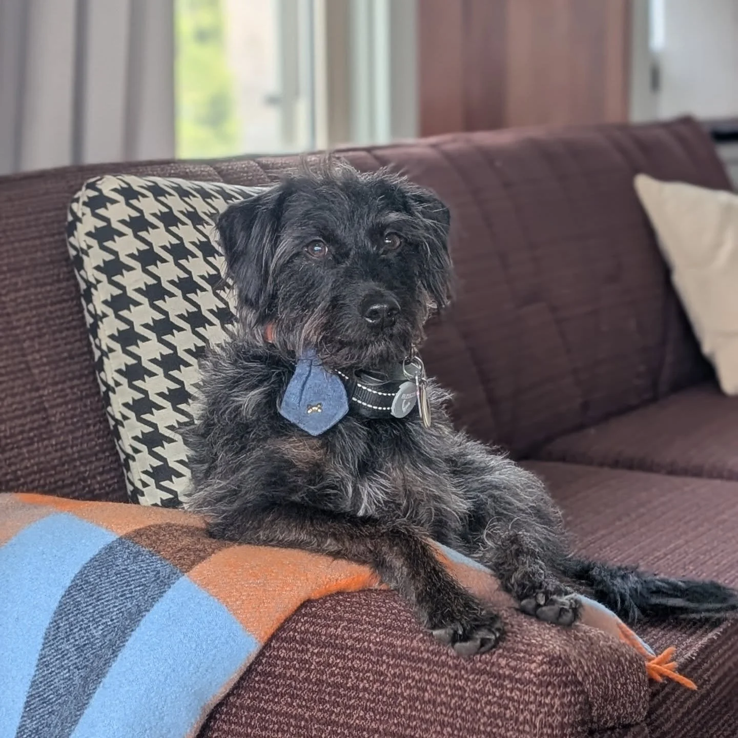 The very distinguished Ziggy is here to present...the official launch of my new rental, The Bluff View Collective! This has been a labor of love, and it's been exciting to see my vision for a large group, multi-property space come together. 

The Blu