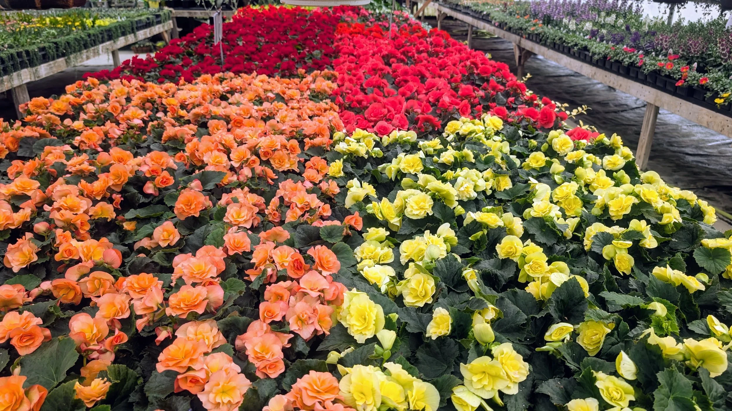 orange yellow red flowers in a greenhouse