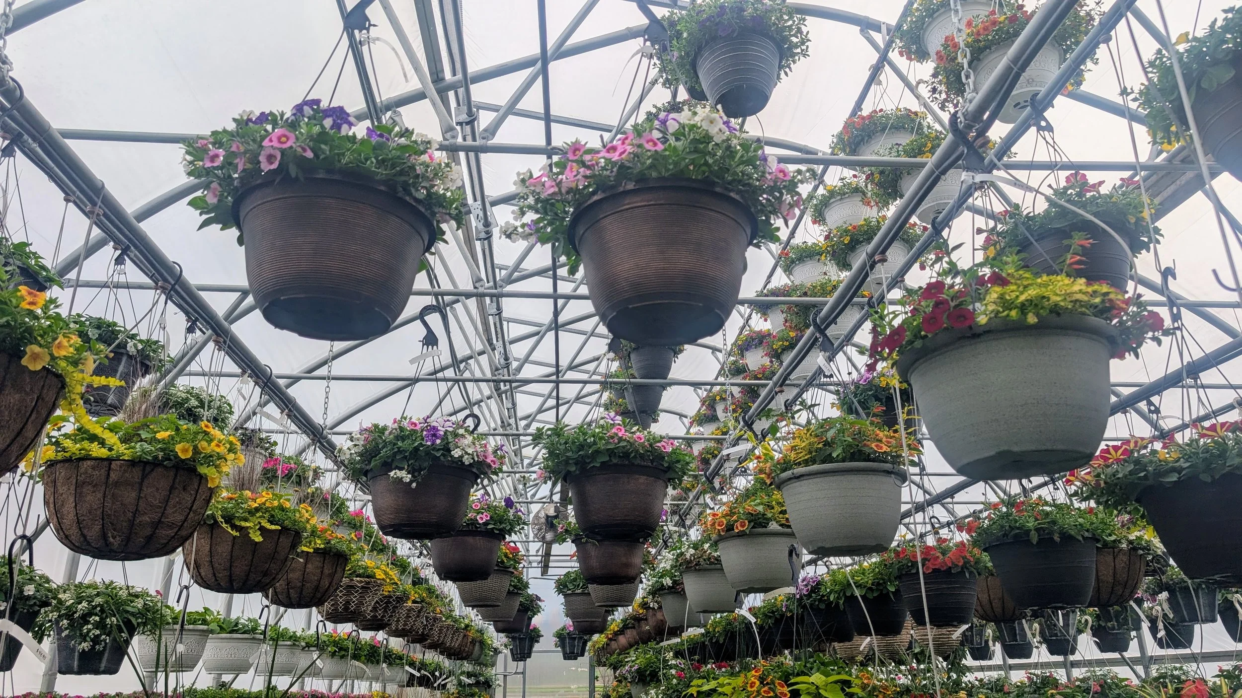 hanging baskets with flowers in a greenhouse