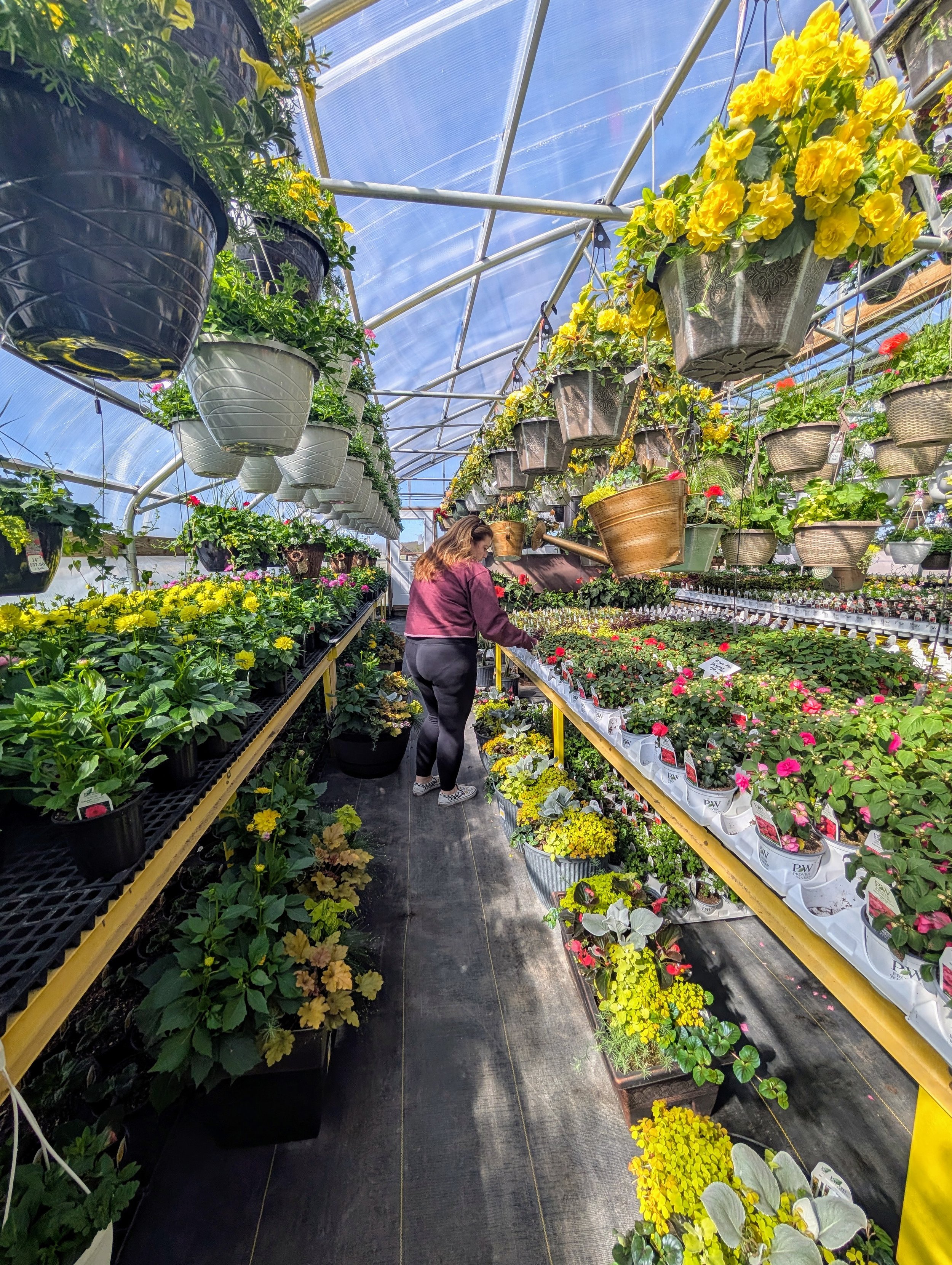 A woman shopping for flowers in an amish greenhouse