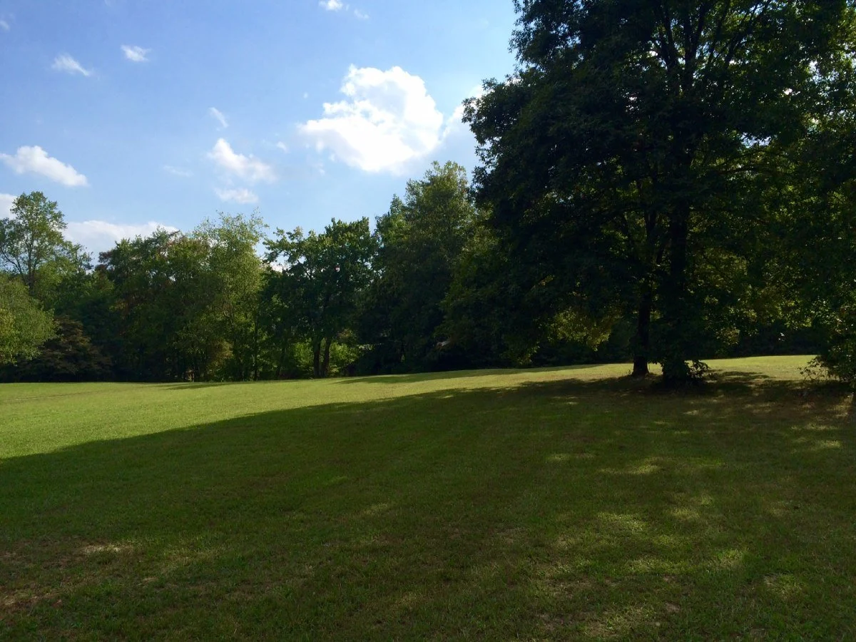 Shady field of grass and trees.