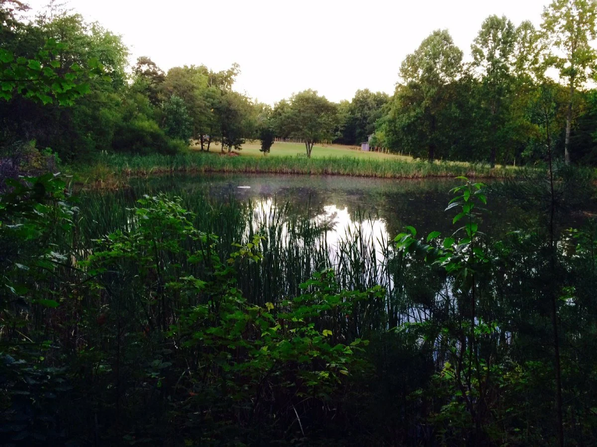 Body of water surrounded by greenery.