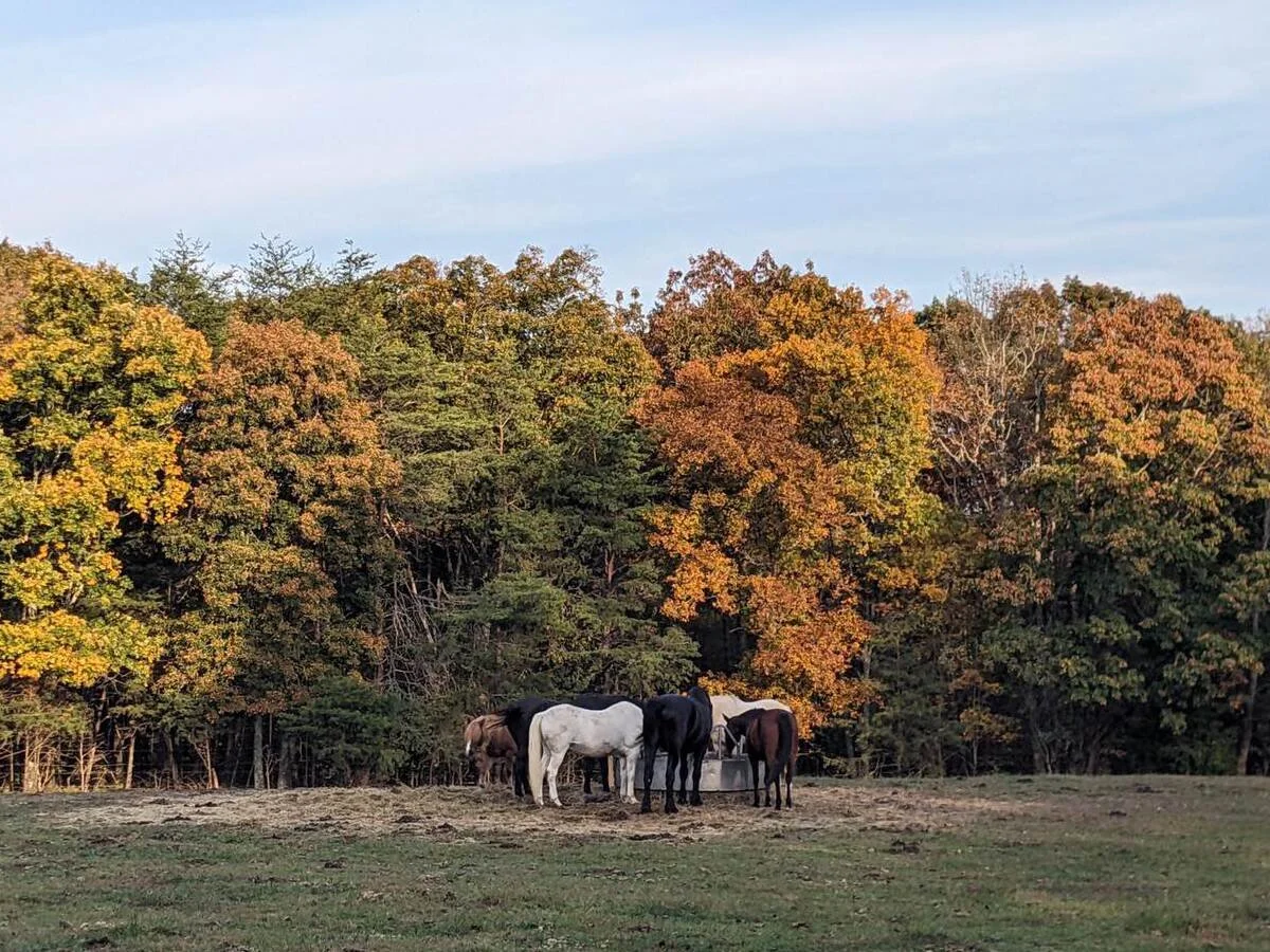 Blazing Blue Ranch Blazing Hope Ranch | Restoring Wholeness to Trafficking Survivors