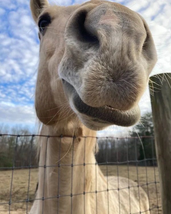 Funny close-up of a horse's nose.