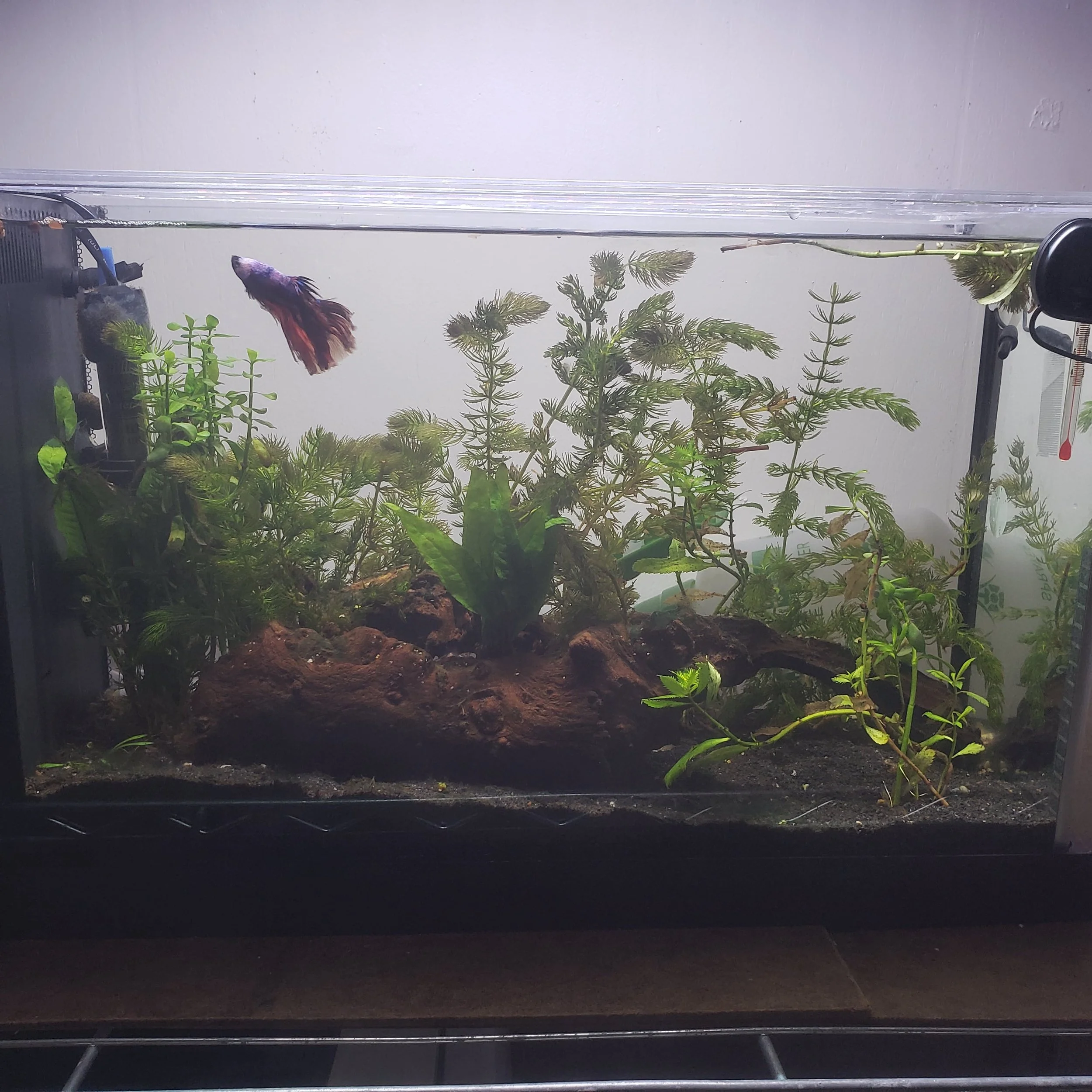 Freshwater aquarium with lush green aquatic plants, a Betta fish, water thermometer, and black substrate
