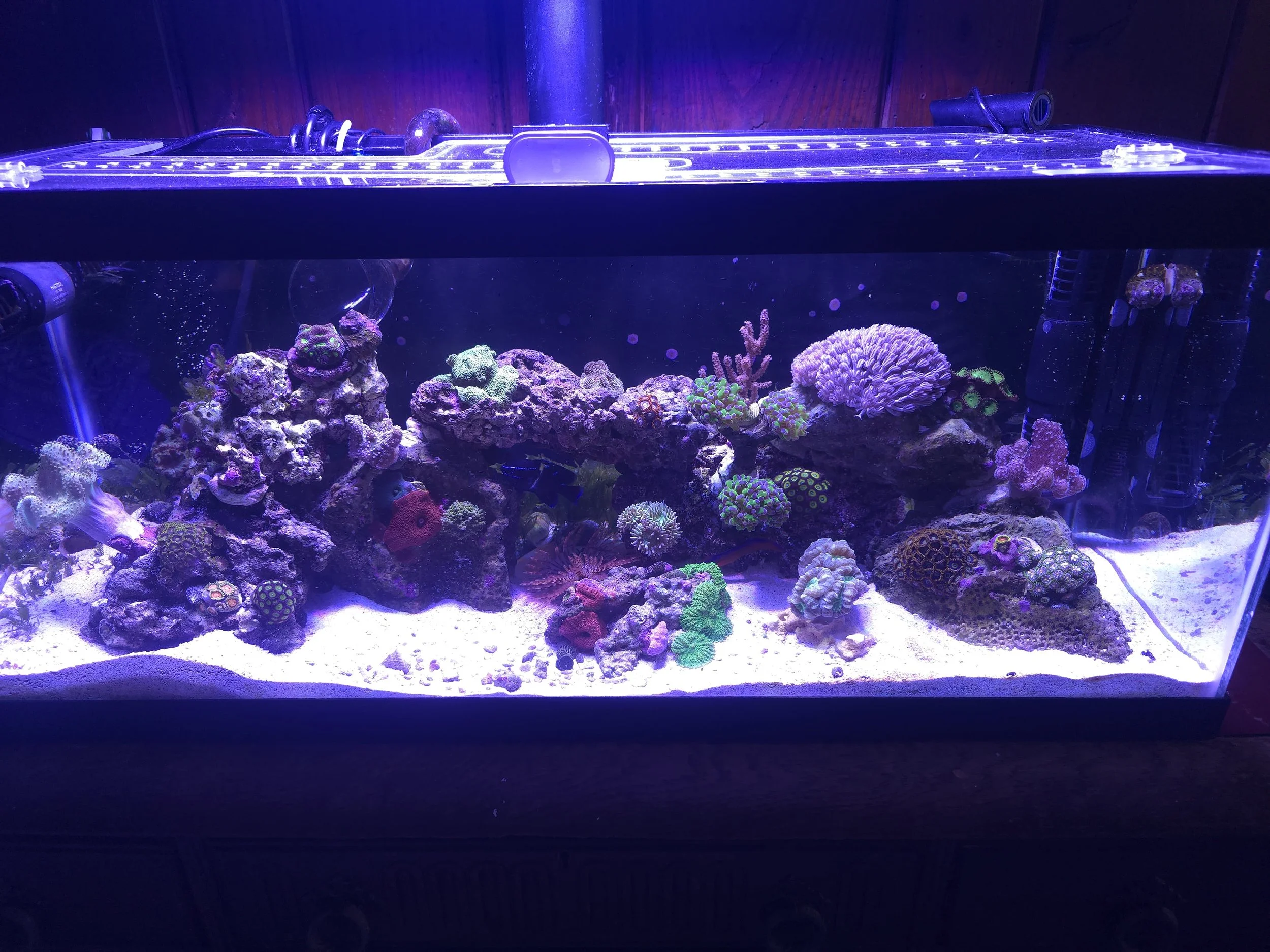 Reef-tank-coral-black background-live rock