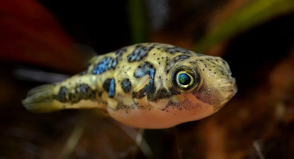 Pea Puffer