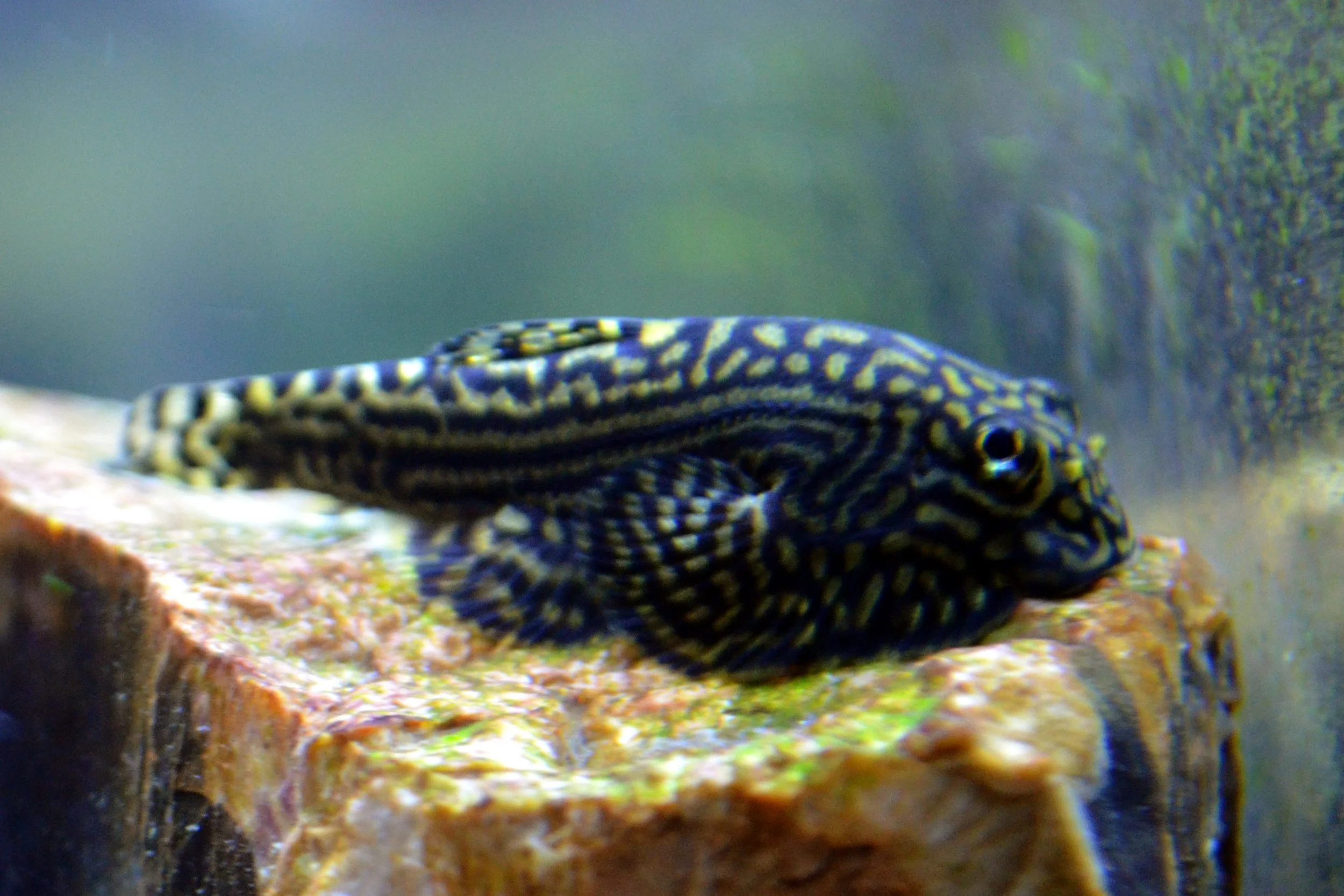 Hillstream Loach