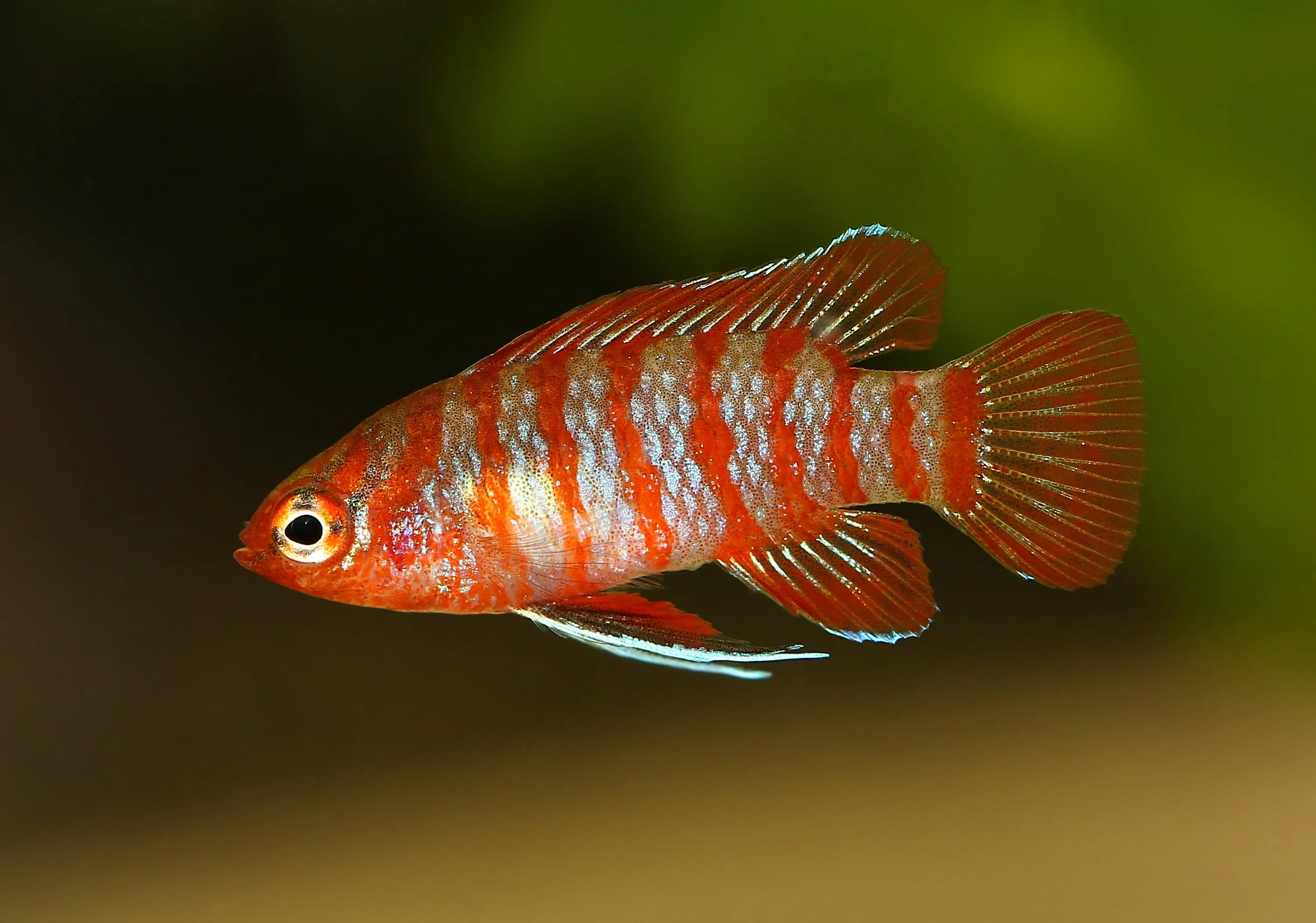 Scarlet Badis