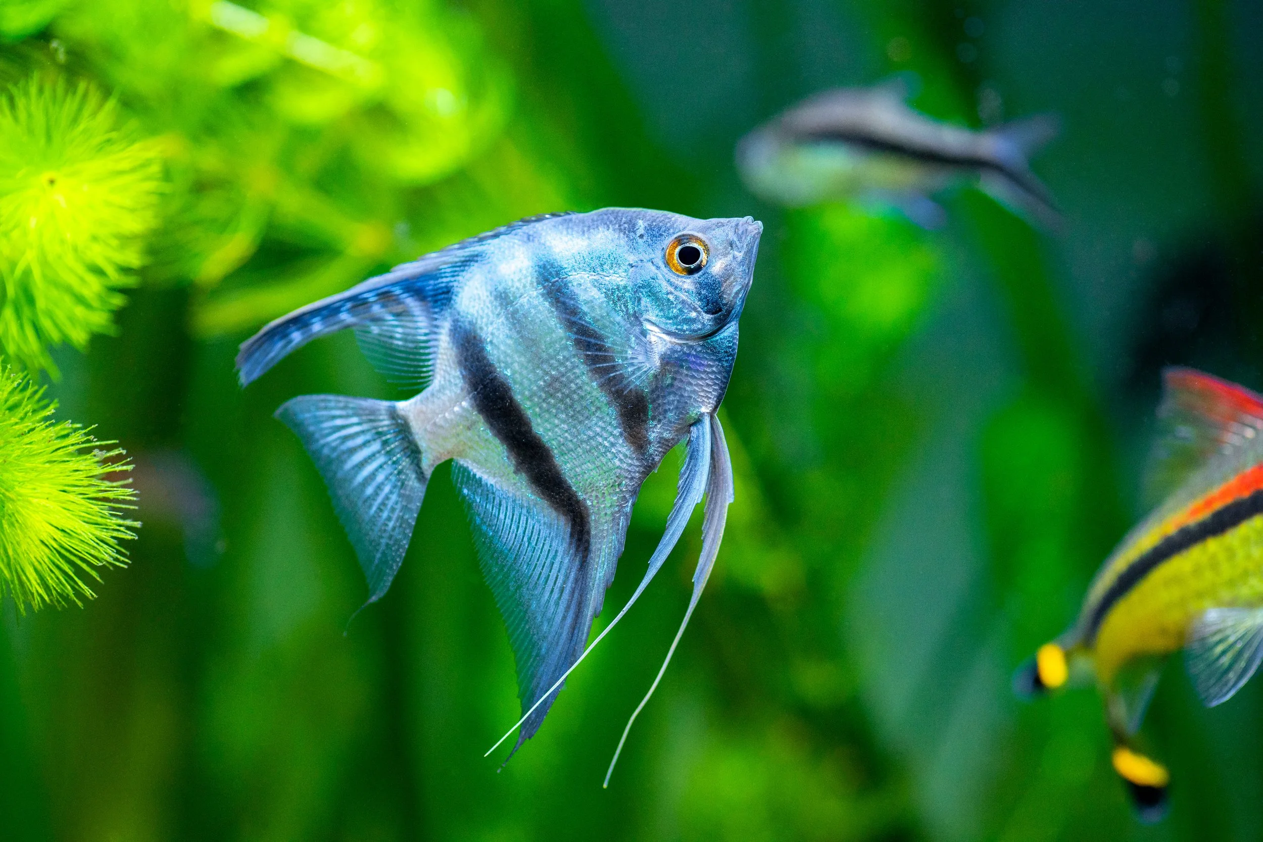 Angelfish 