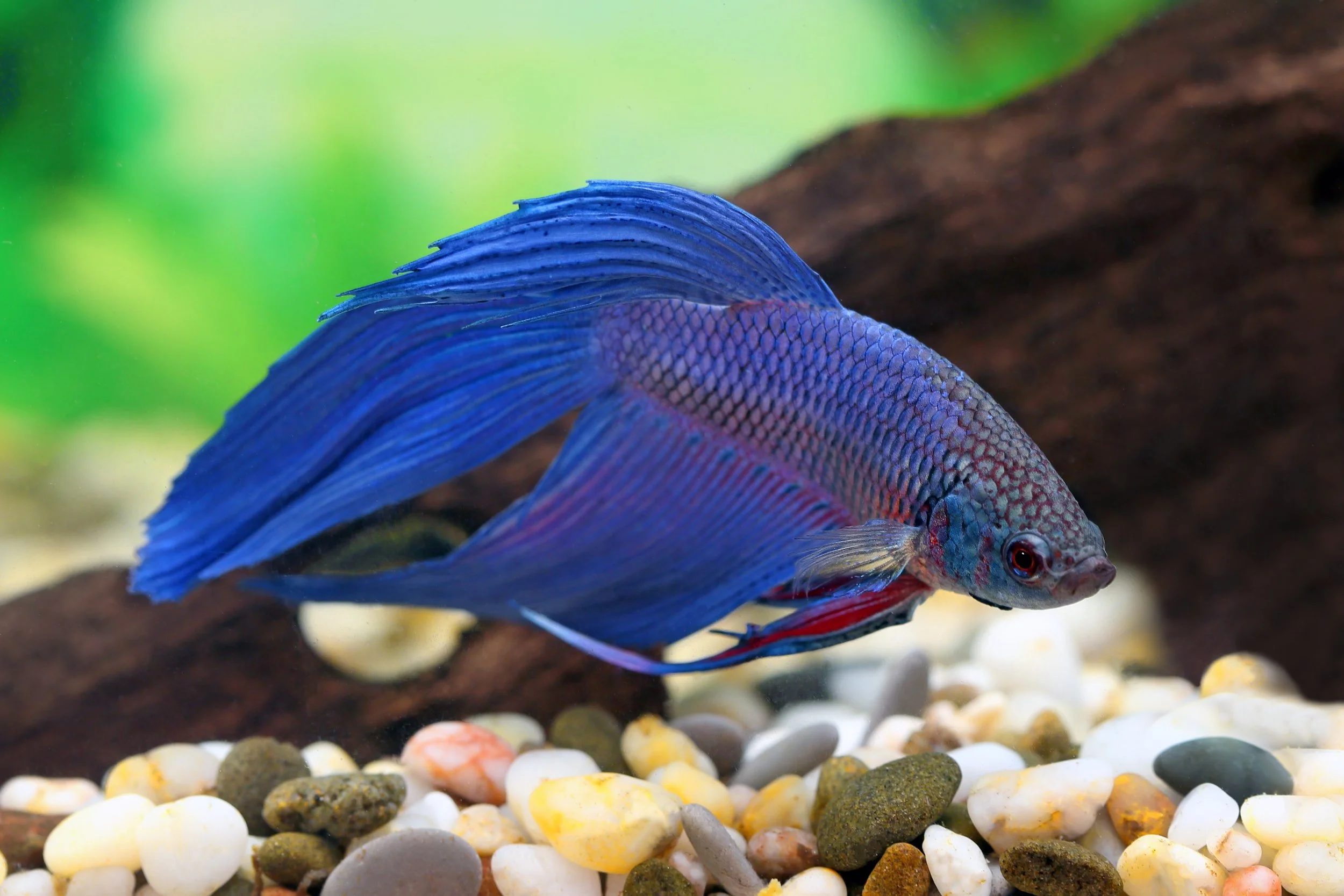 Betta 