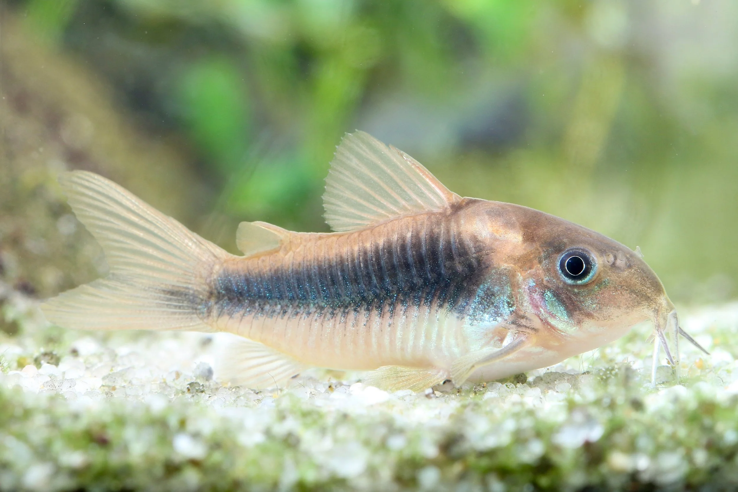 Bronze Corydoras