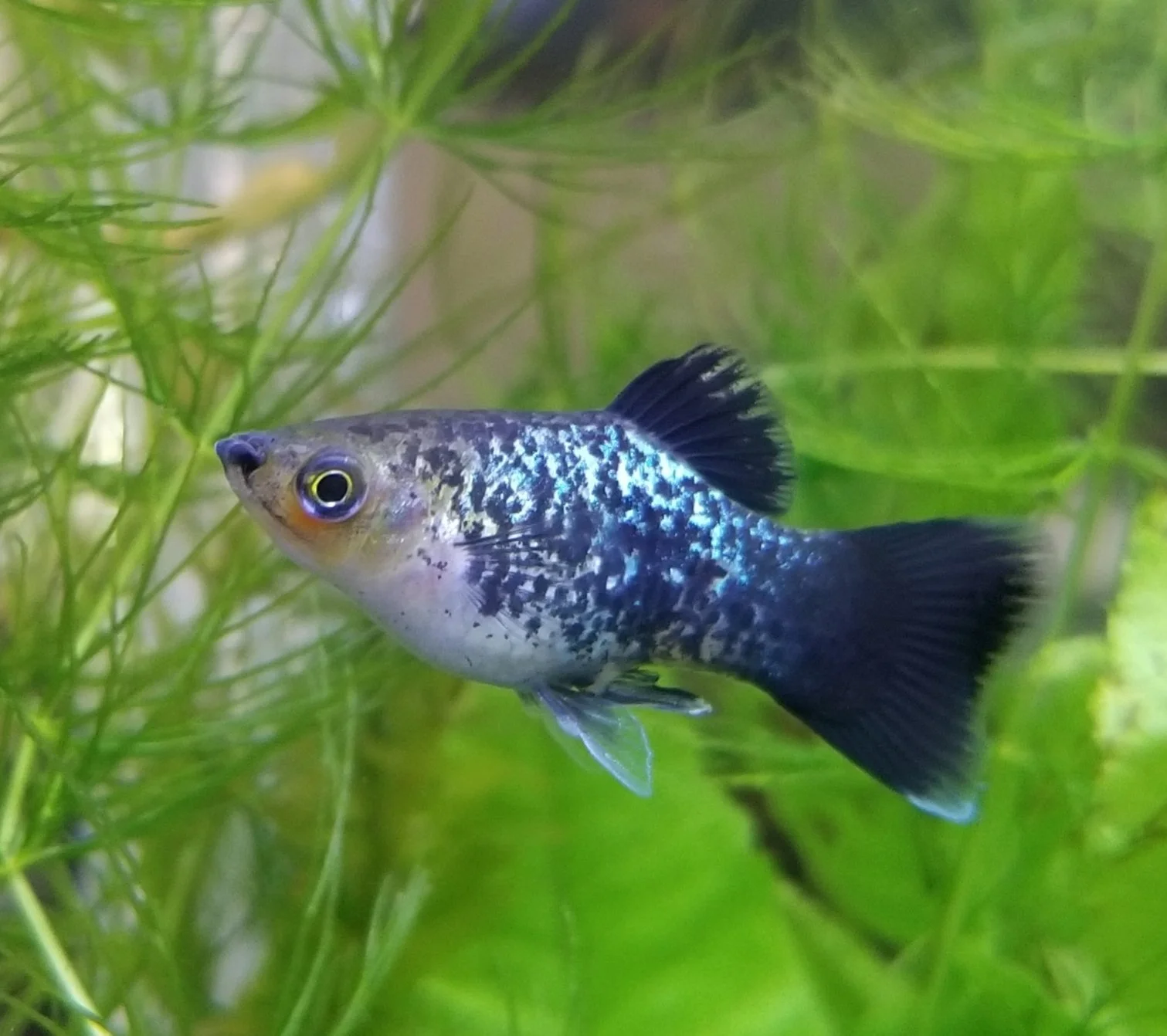 Platy
