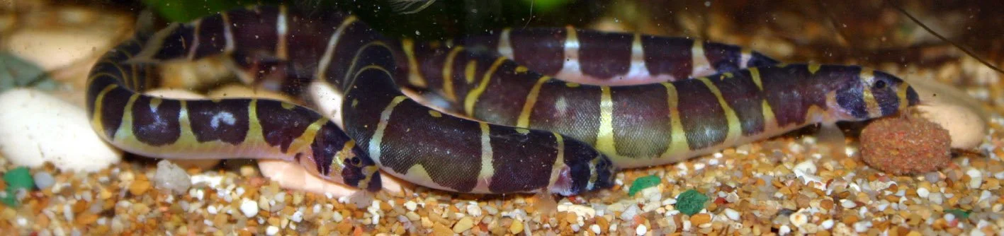 Kuhli Loach