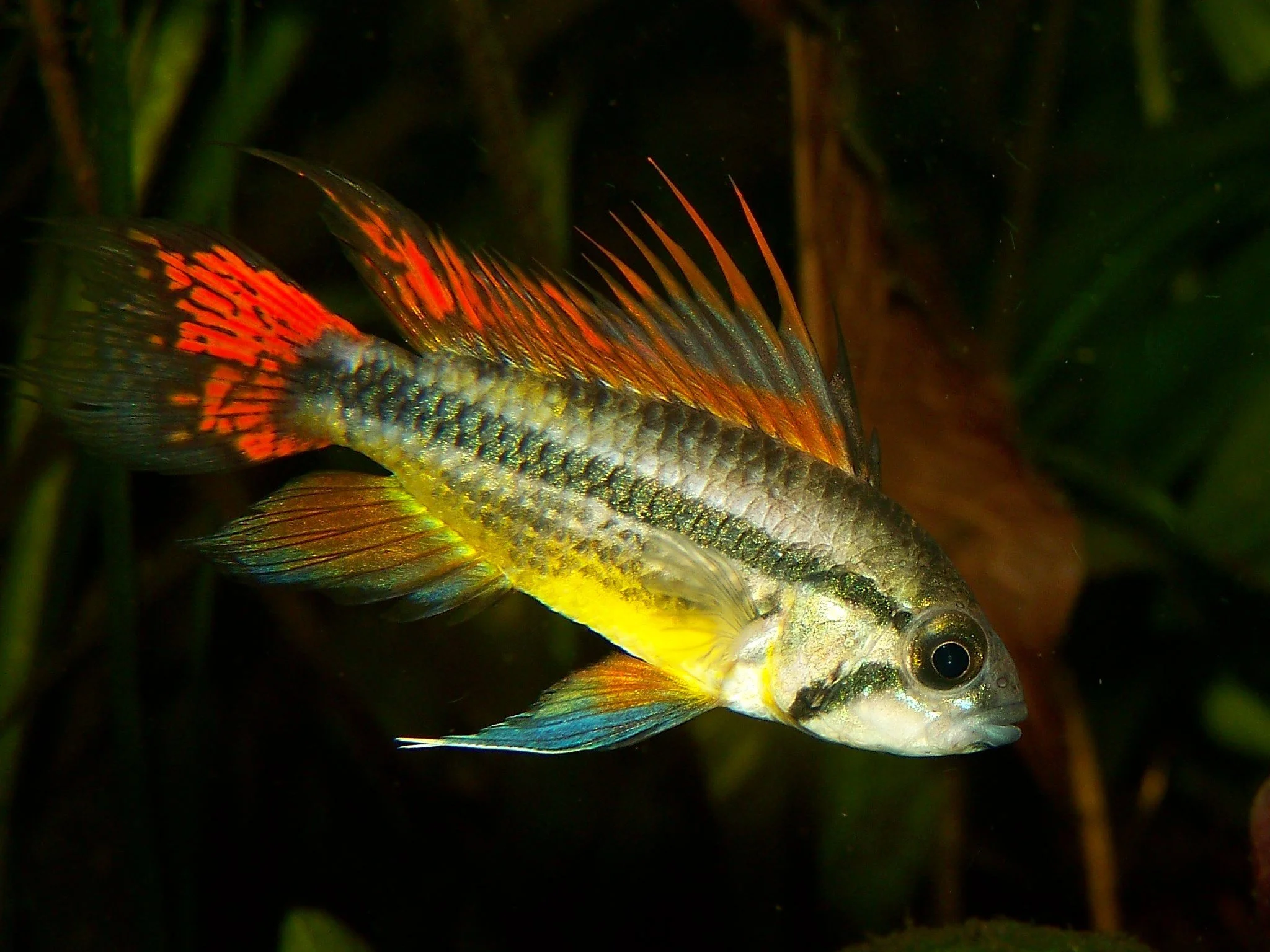 Apistogramma 