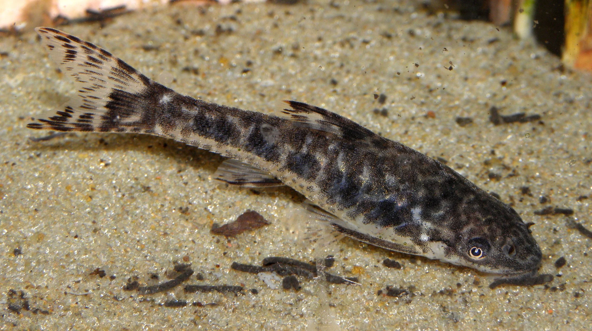 Oto Catfish