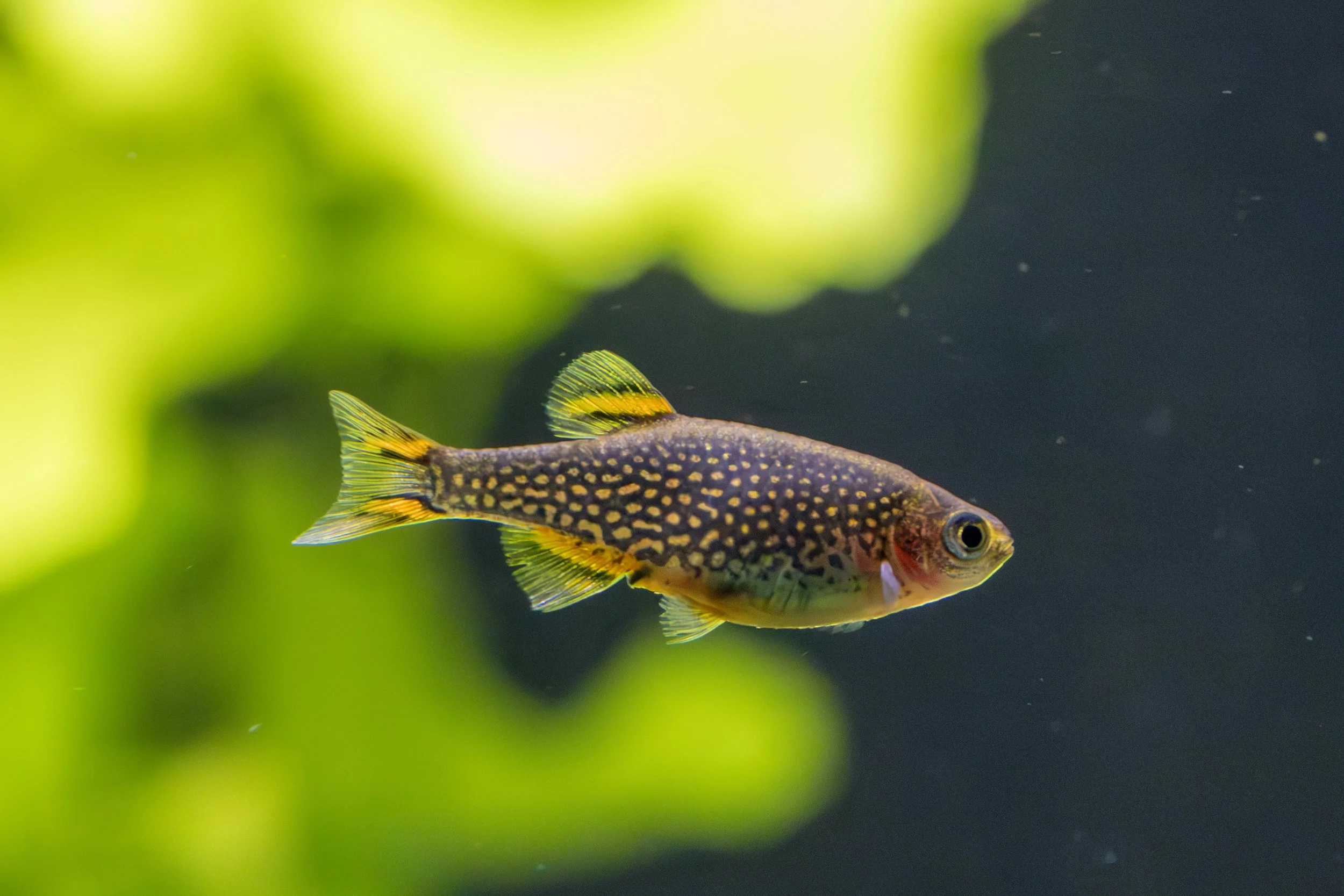 Celestial Pearl Danio