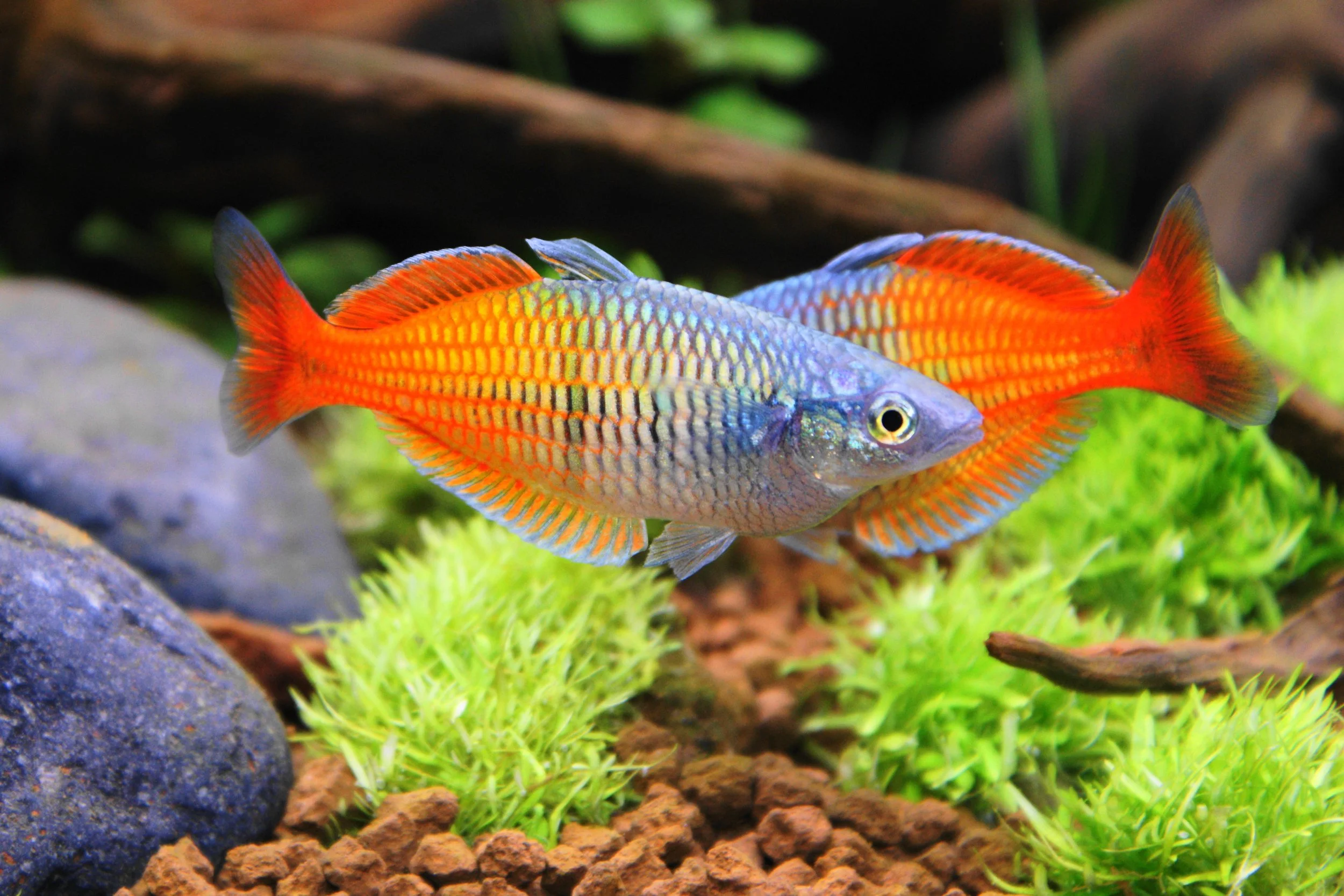 Boesemani Rainbowfish