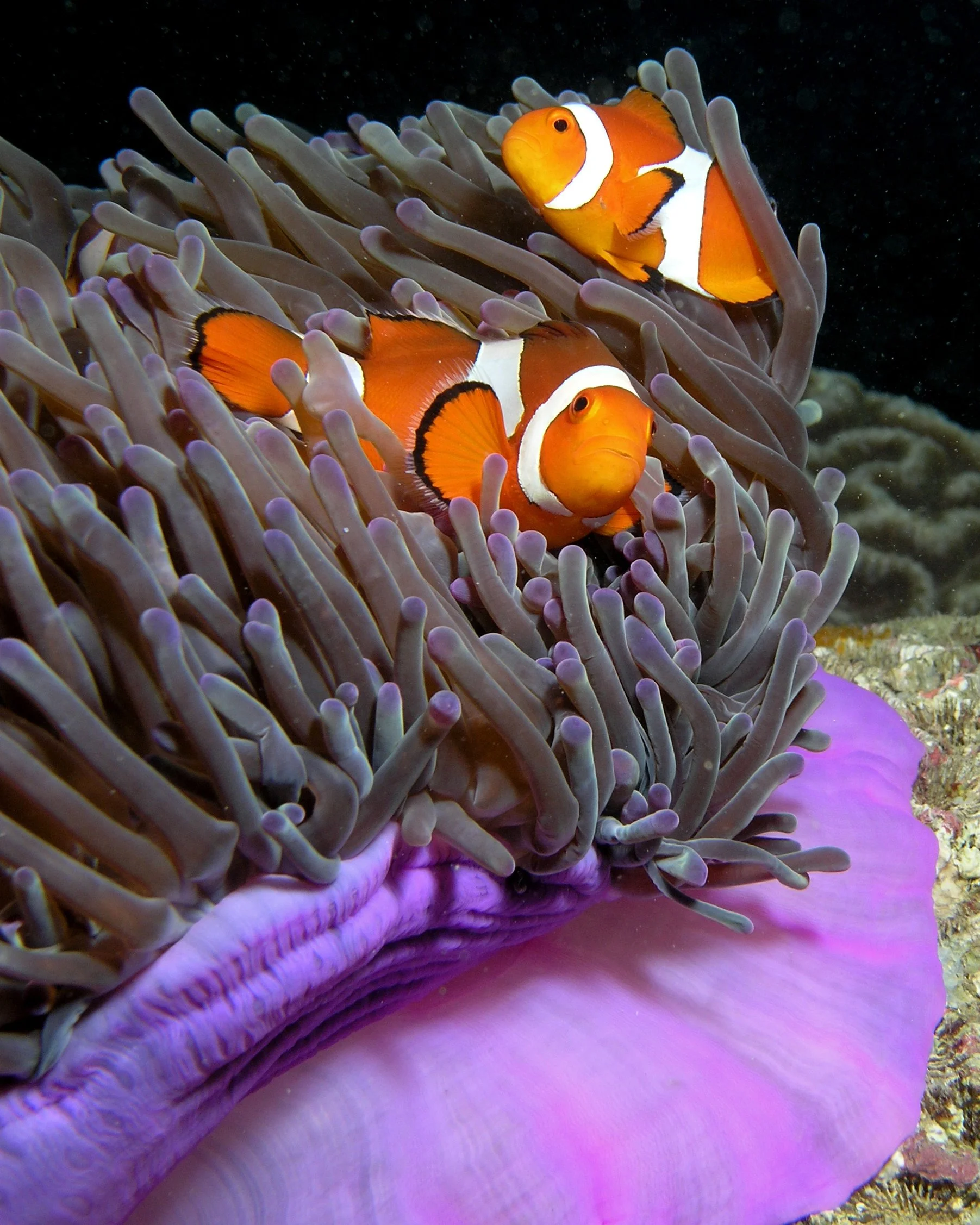 Clownfish, Ocellaris